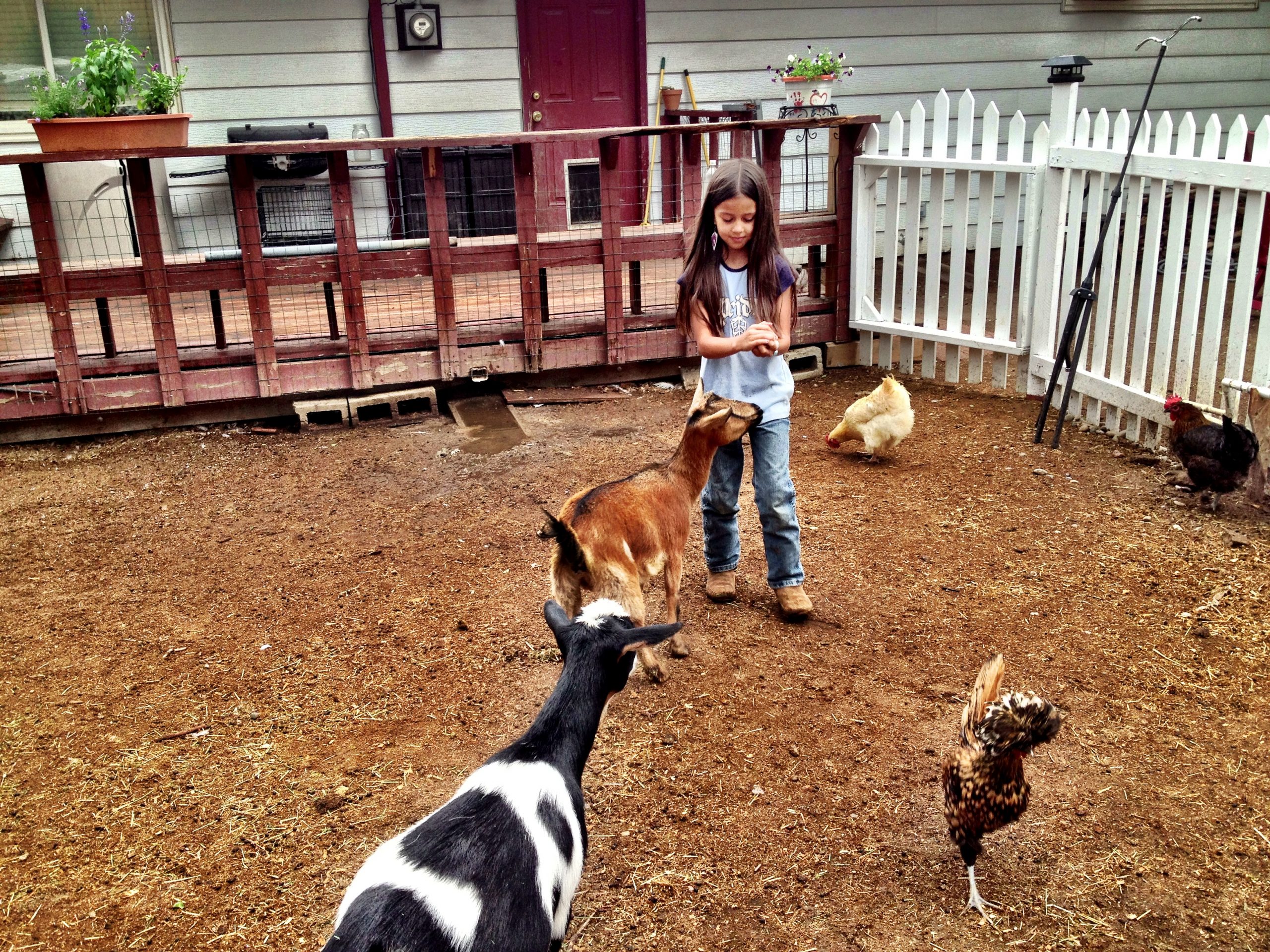 8-year-old Isabella with urban farm animals