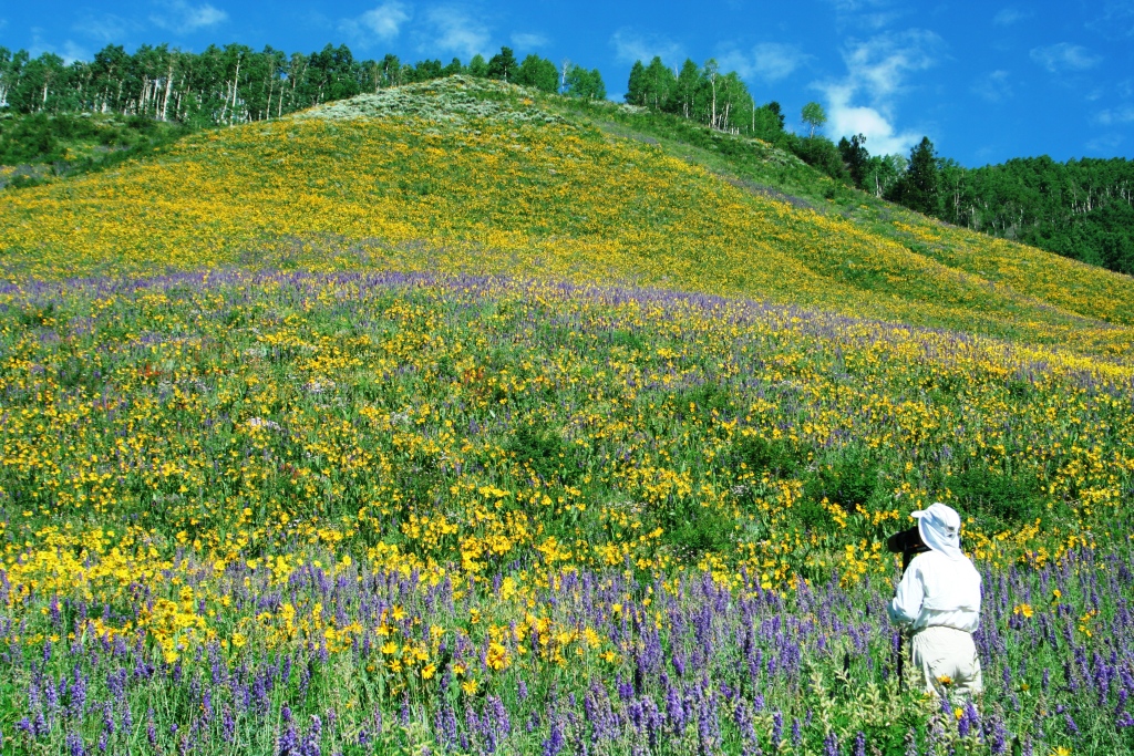 Photographing Flower Laden Hill in Crested Butte