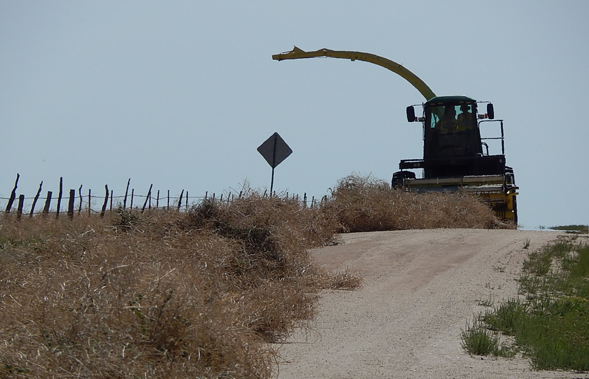 The Tumbleweed Eater Prepares to mulch a line of tumbleweed.