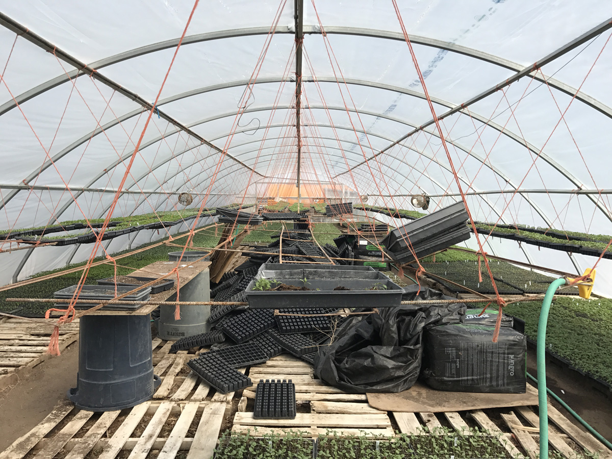 Sprouting crops in the Knapp Farms LLC greenhouse near Rocky Ford, Colo.