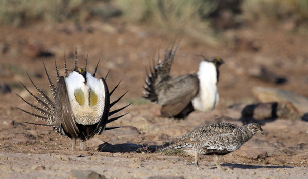 A years-long discussion about sage grouse habitat is kind of decision that&#039;s limited under an April 27 directive from the U.S. Interior Department. Some say streamlined reviews are overdue. Others say decisions on public lands will suffer.