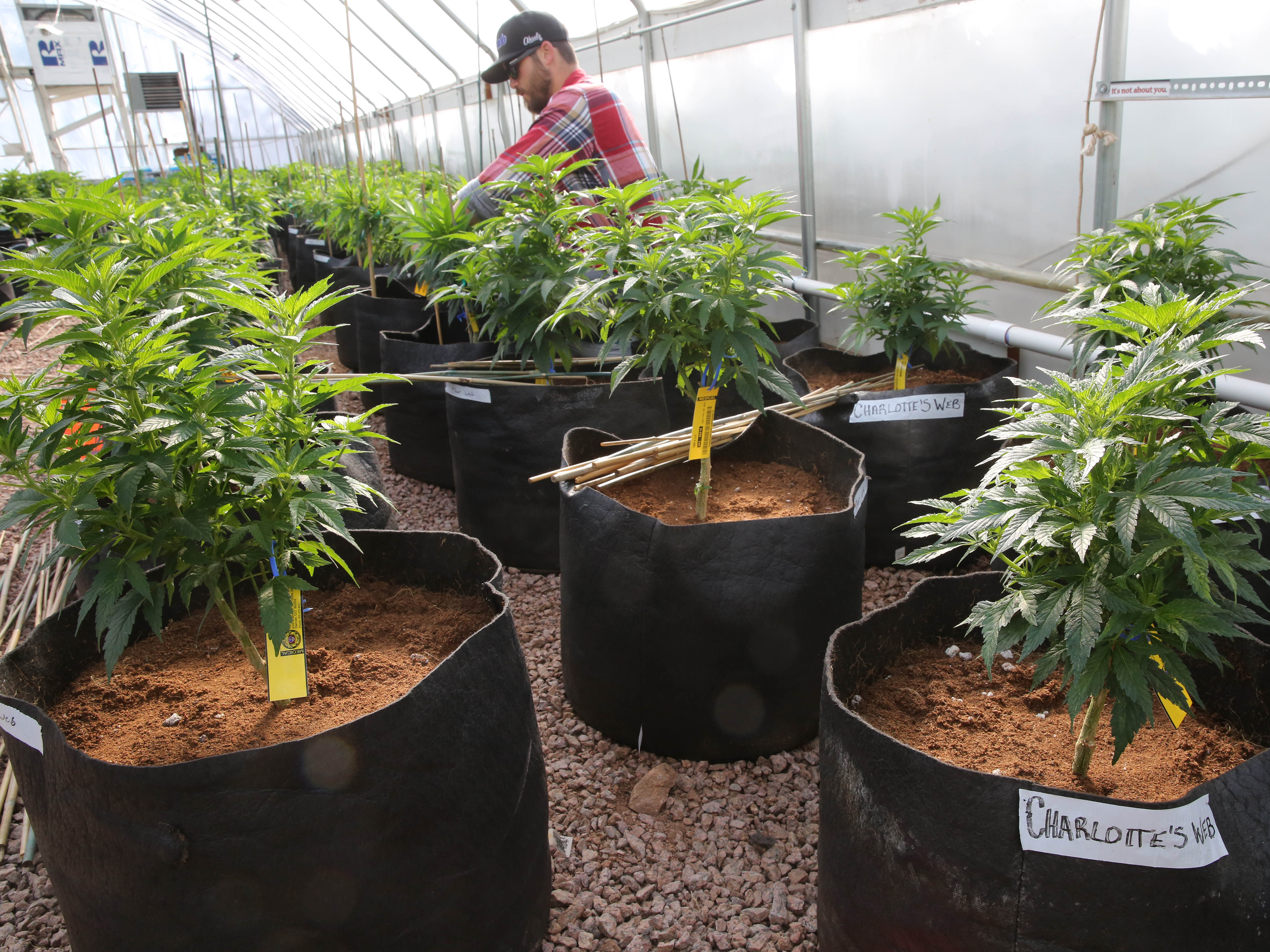 Photo: Marijuana plants growing in tubs at a greenhouse in Colorado Springs, worker in background