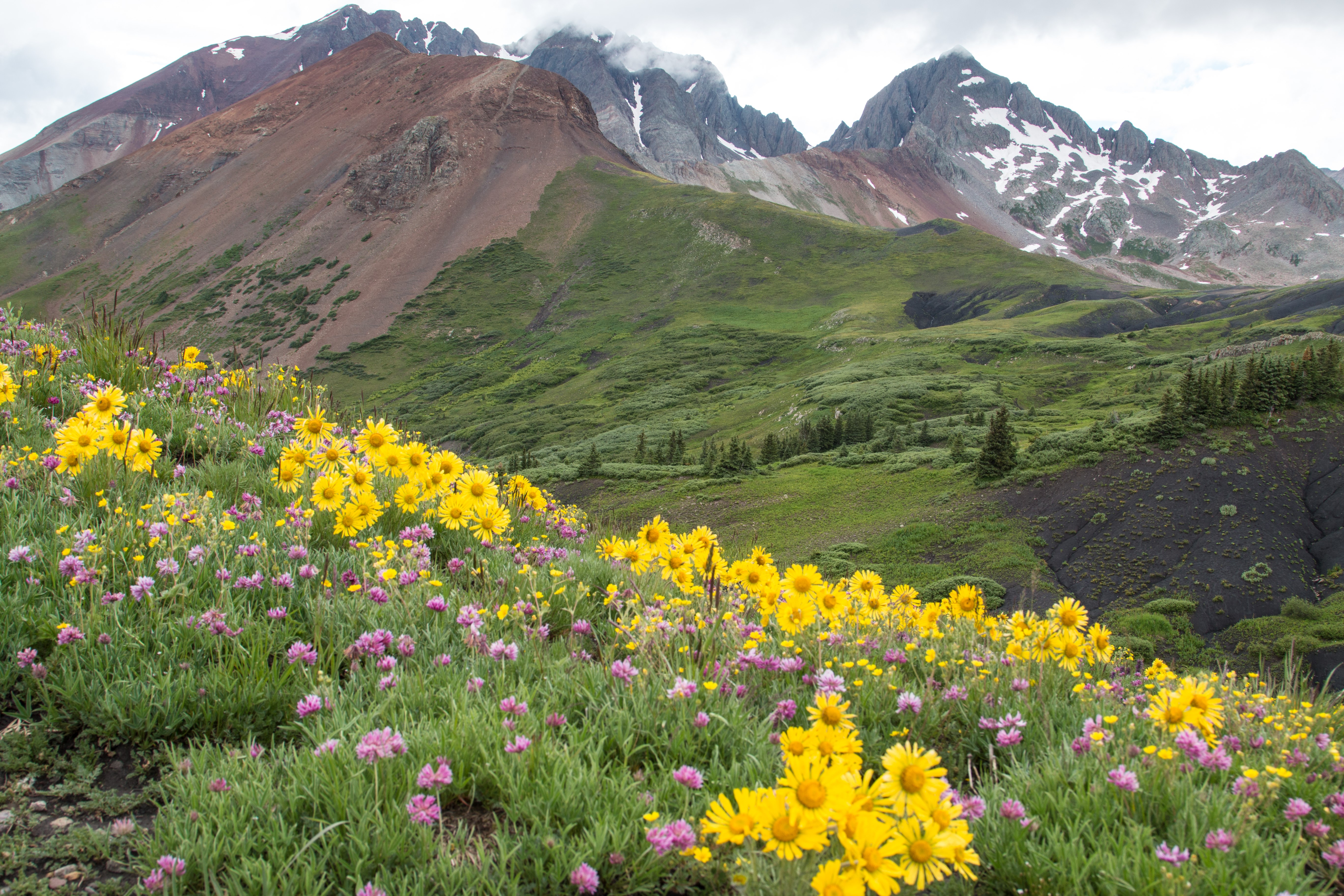 Wildflower Watch Top 10 Hikes To See Colorado Blooms Colorado Public Wildflower Watch Top 10 Hikes To See Colorado Blooms Colorado Public
