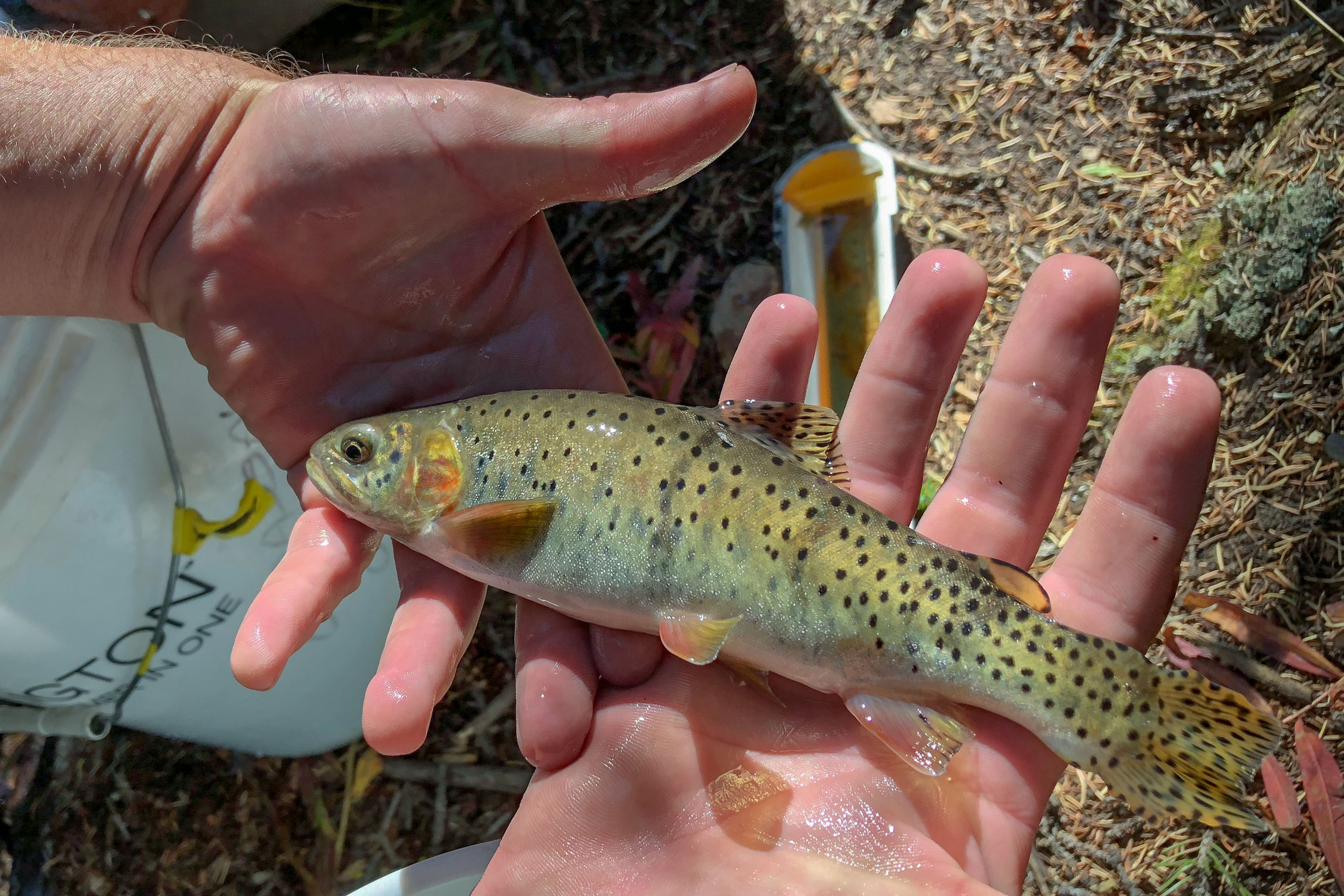 Colorado’s state fish, once considered extinct, is reproducing