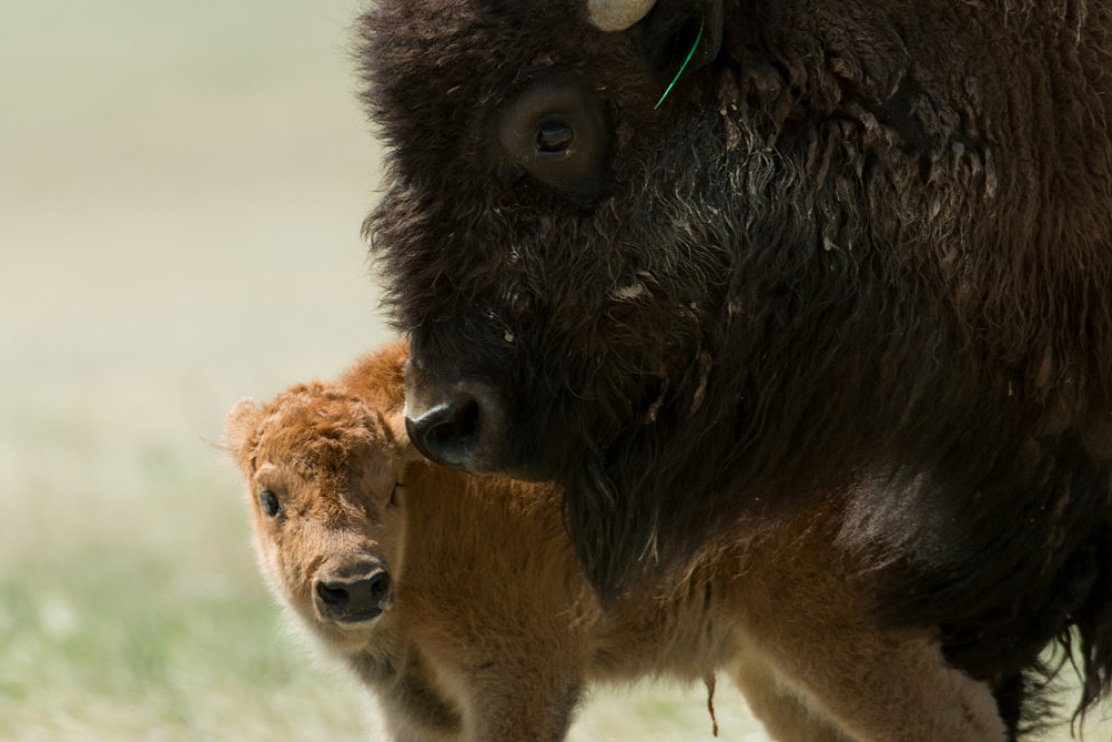 A New Hope: Breeding Better Bison At CSU, Genetically Pure, Free Of ...