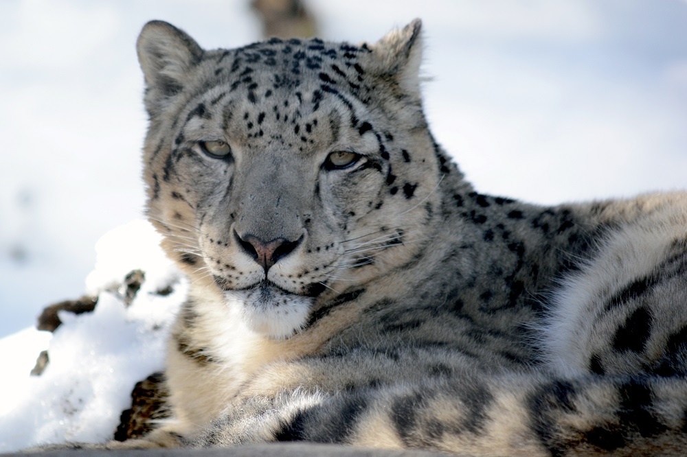 Snow Leopard With Off-The-Charts Sperm Count Draws Researchers