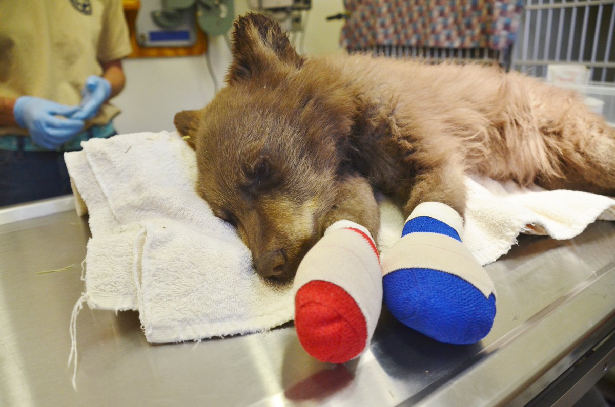Colorado Parks And Wildlife Rescues Orphaned Bear Cub Injured In 416 Fire