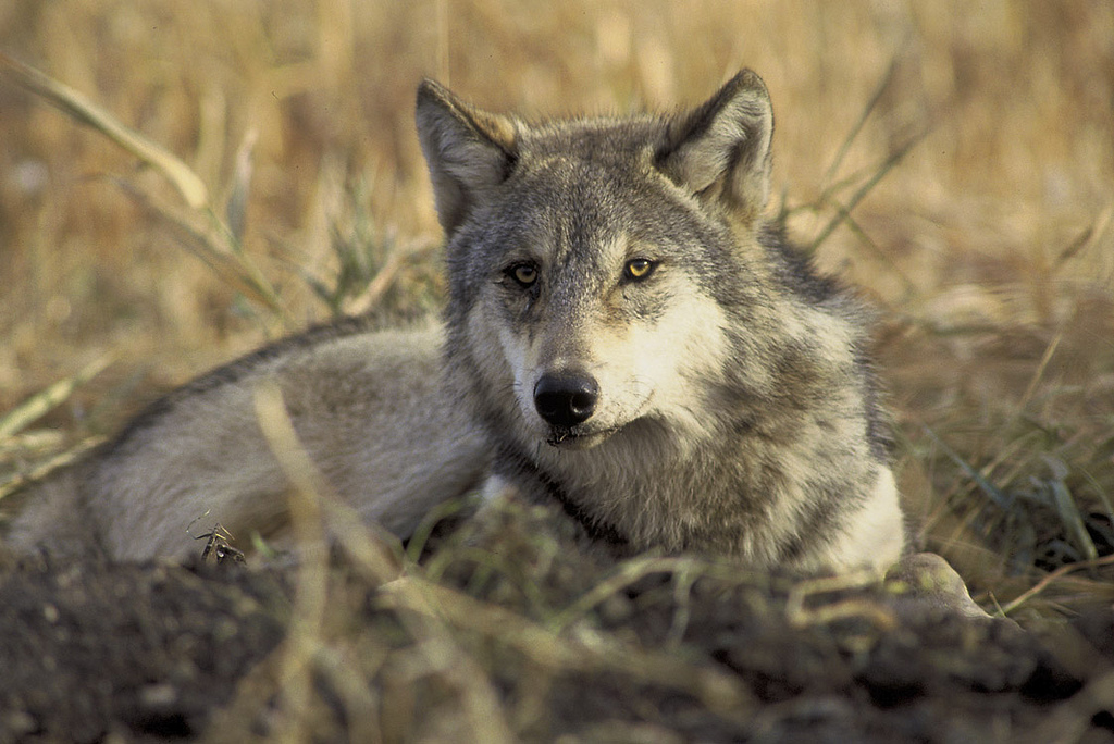 Photo: Gray Wolf (Courtesy USFWS/Flickr/Creative Commons)