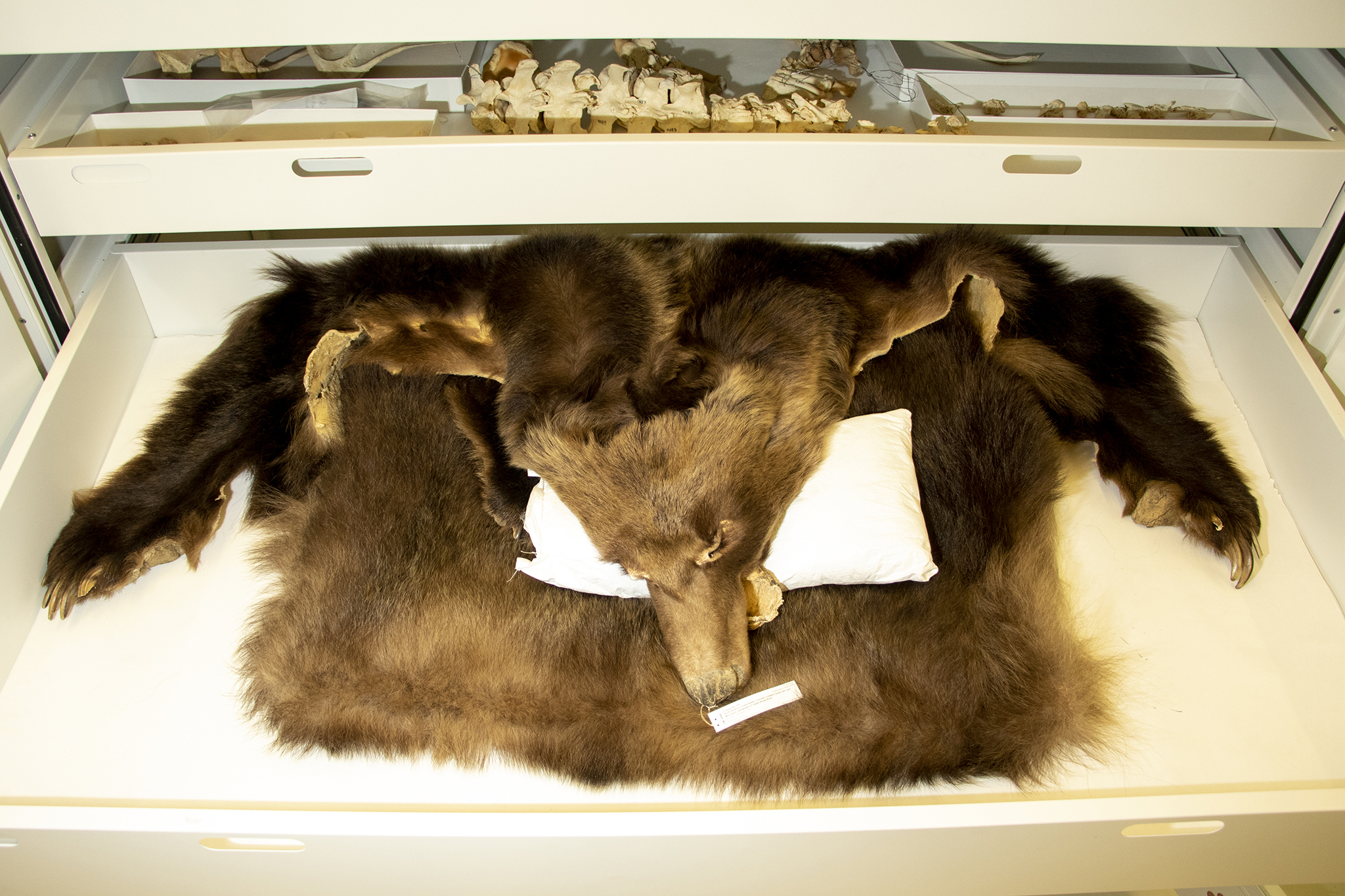 You Asked Does Colorado Have Grizzly Bears? No, We Killed Them