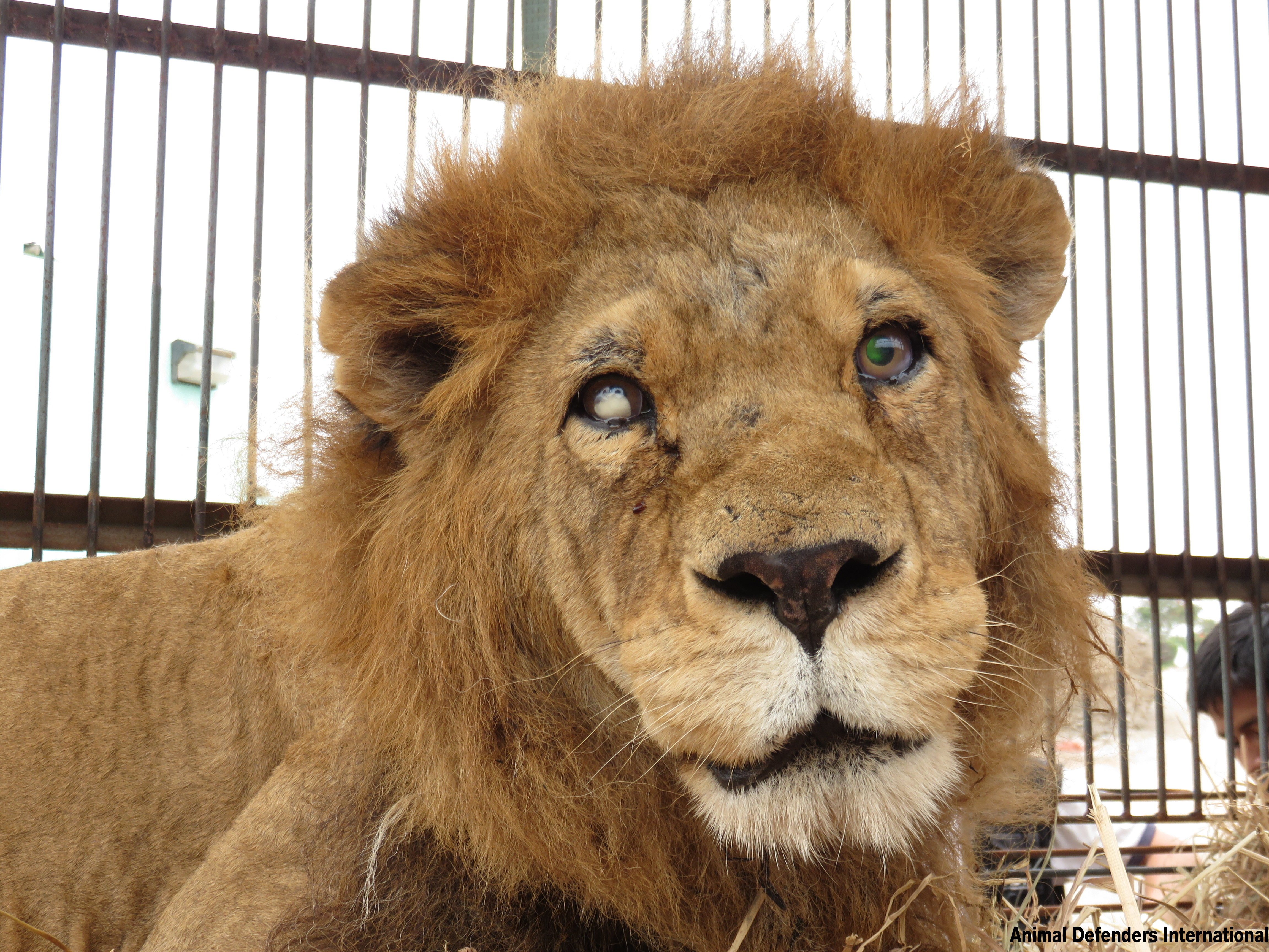 circus animals in cages