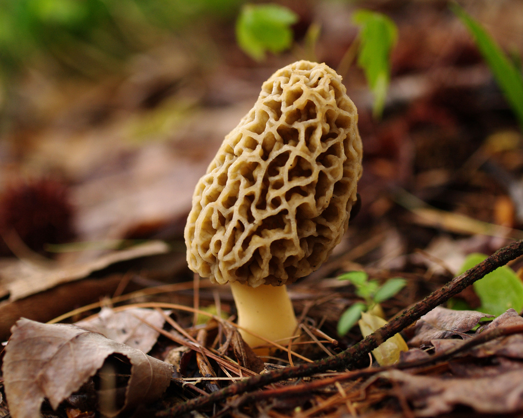 Photo: Morel mushroom