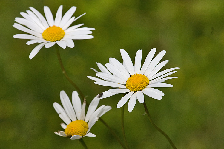 Photo: Oxeye daisies