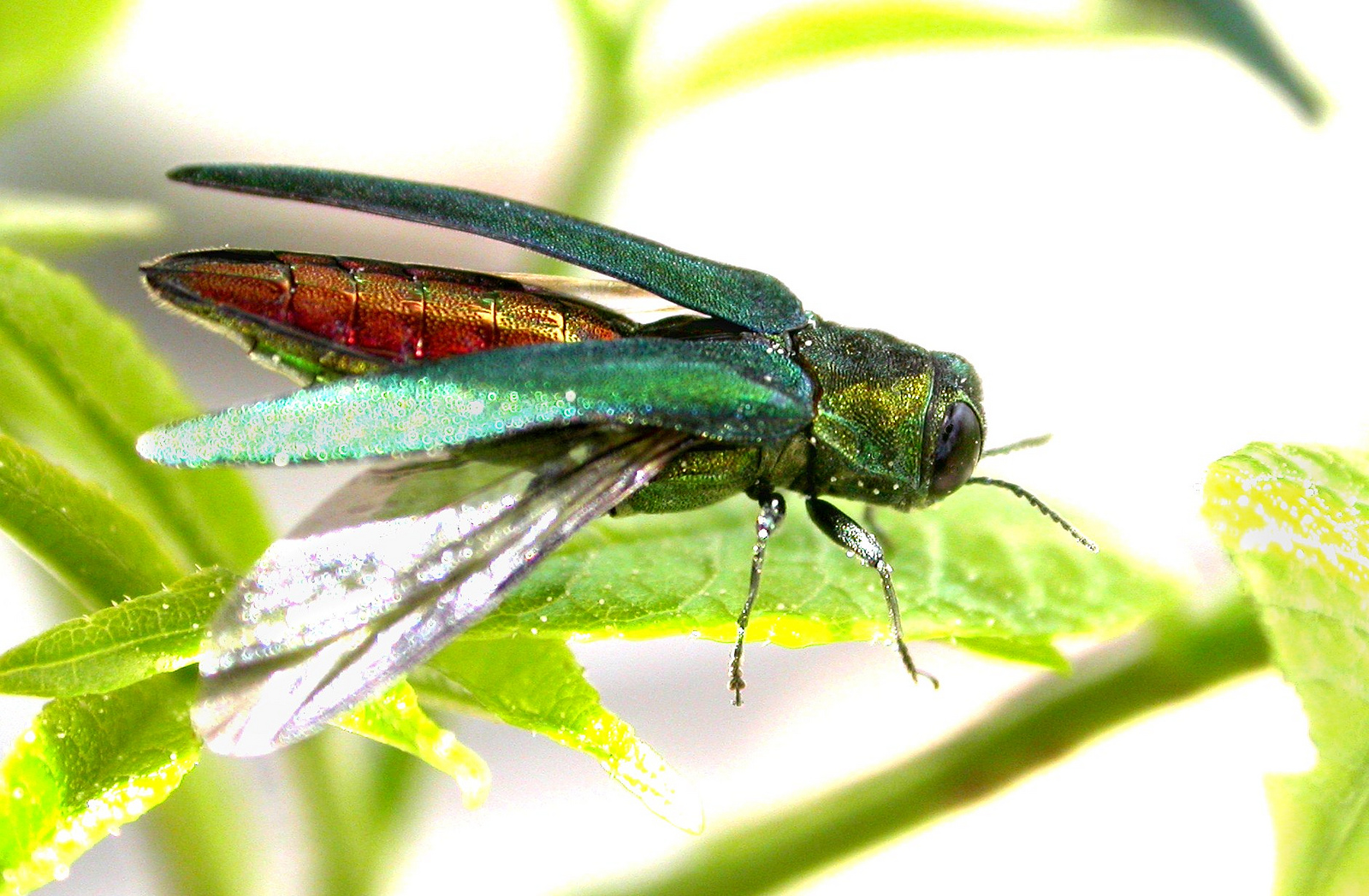 Photo: Emerald Ash Borer