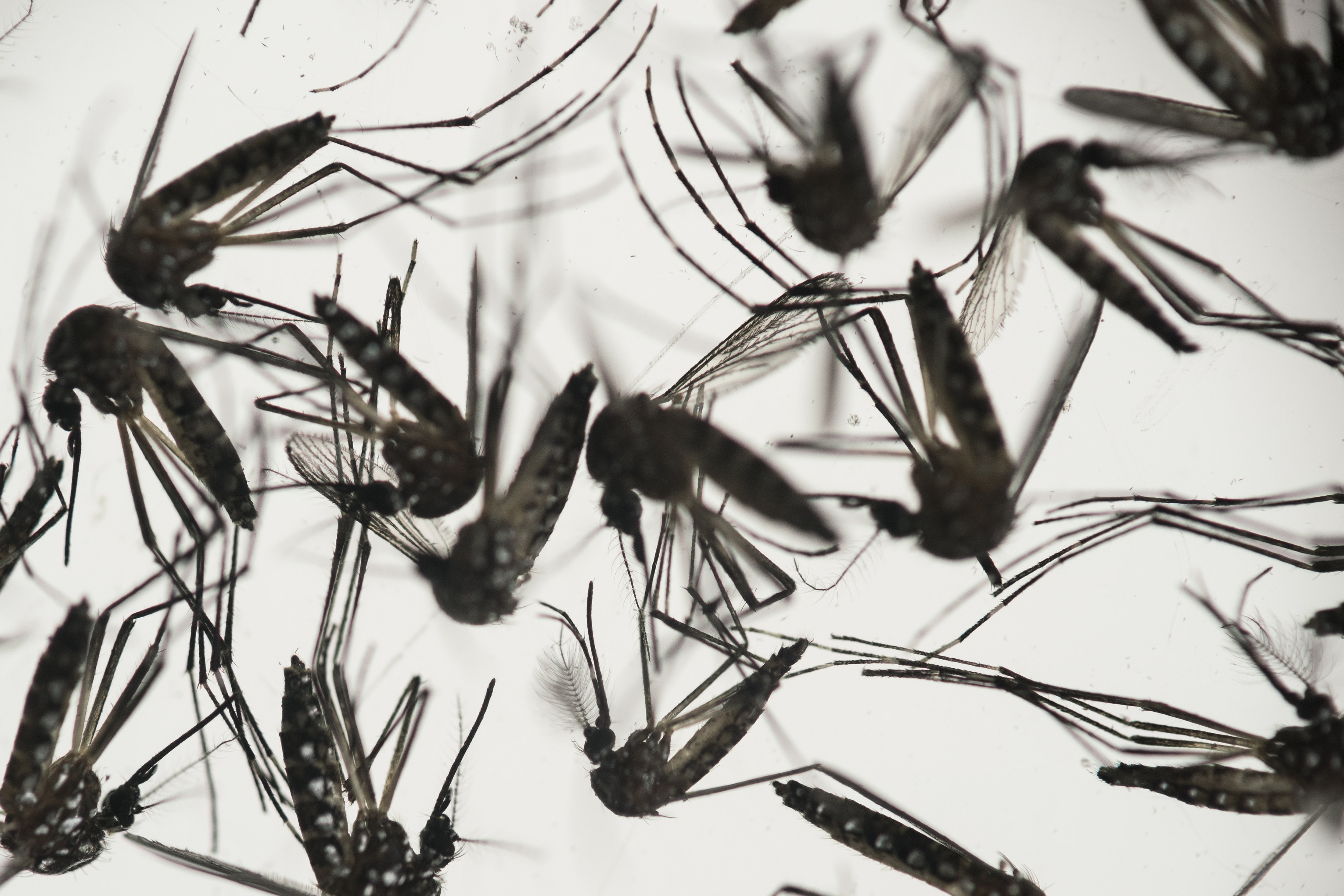 Photo: Mosquitoes responsible for transmitting dengue and Zika