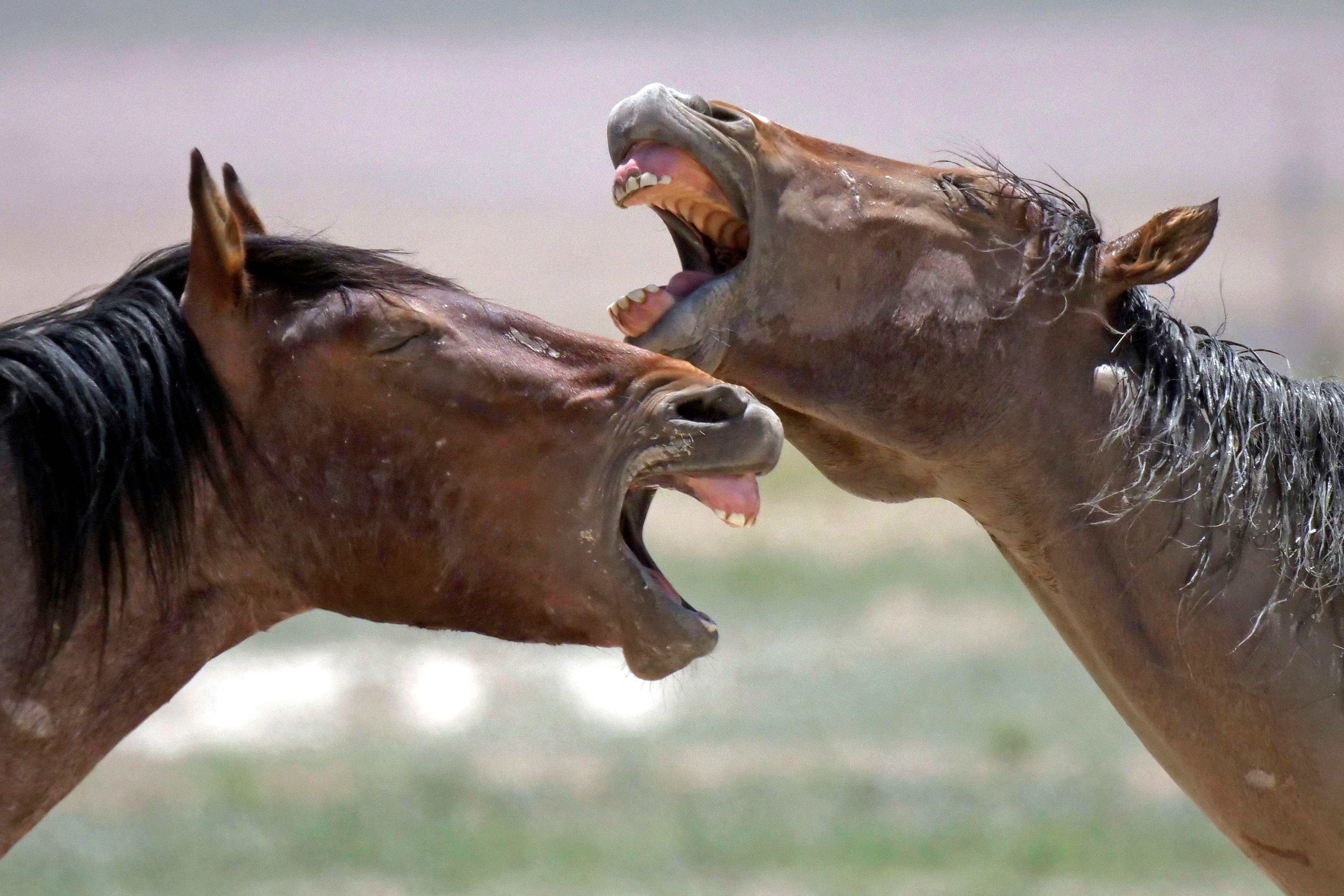 Photo: Horse Drought 2 | WIld Horses - AP