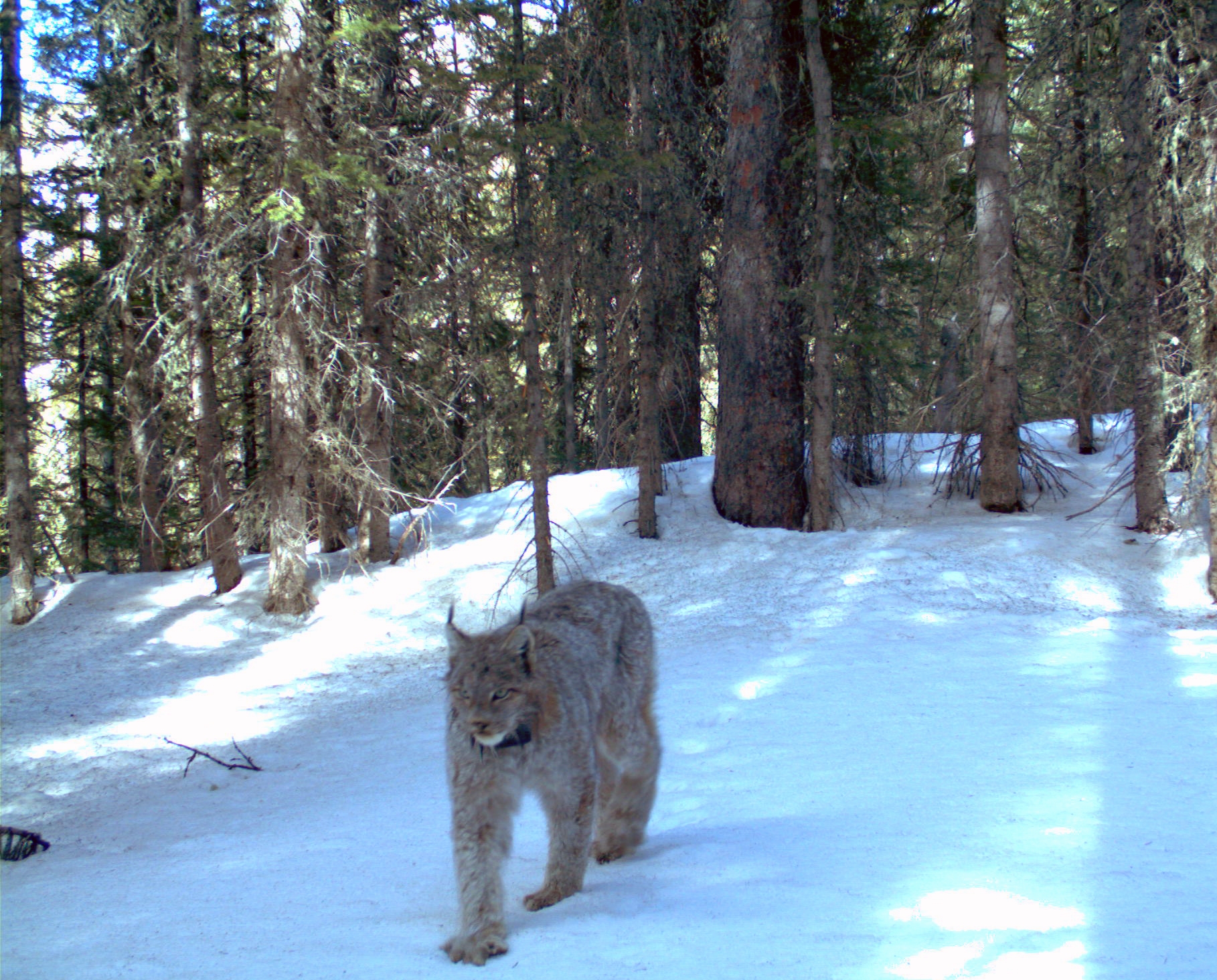 Canada lynx | Colorado Public Radio