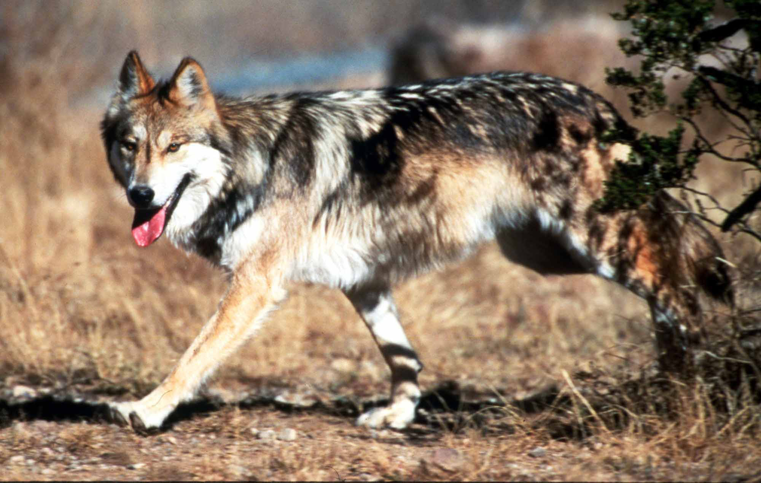 Photo: Mexican Gray Wolf (AP File)