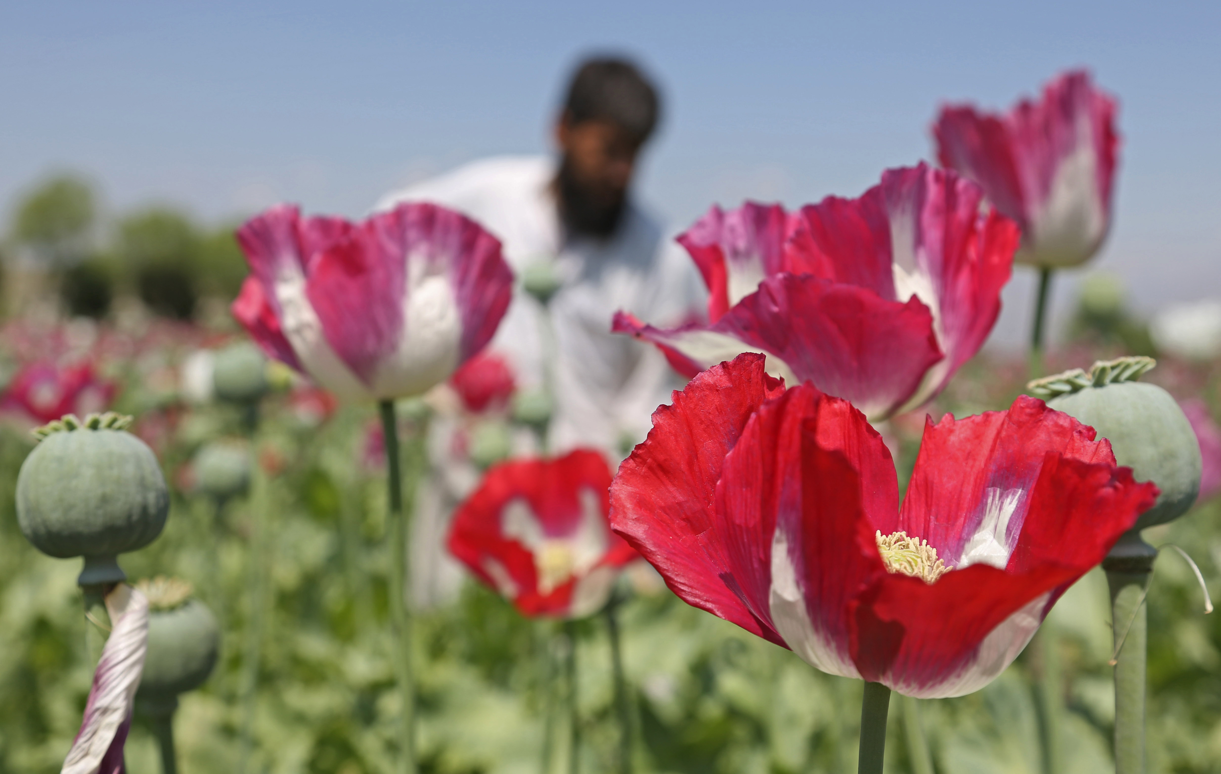 Photo: Heroin Poppy Harvest In Afghanistan