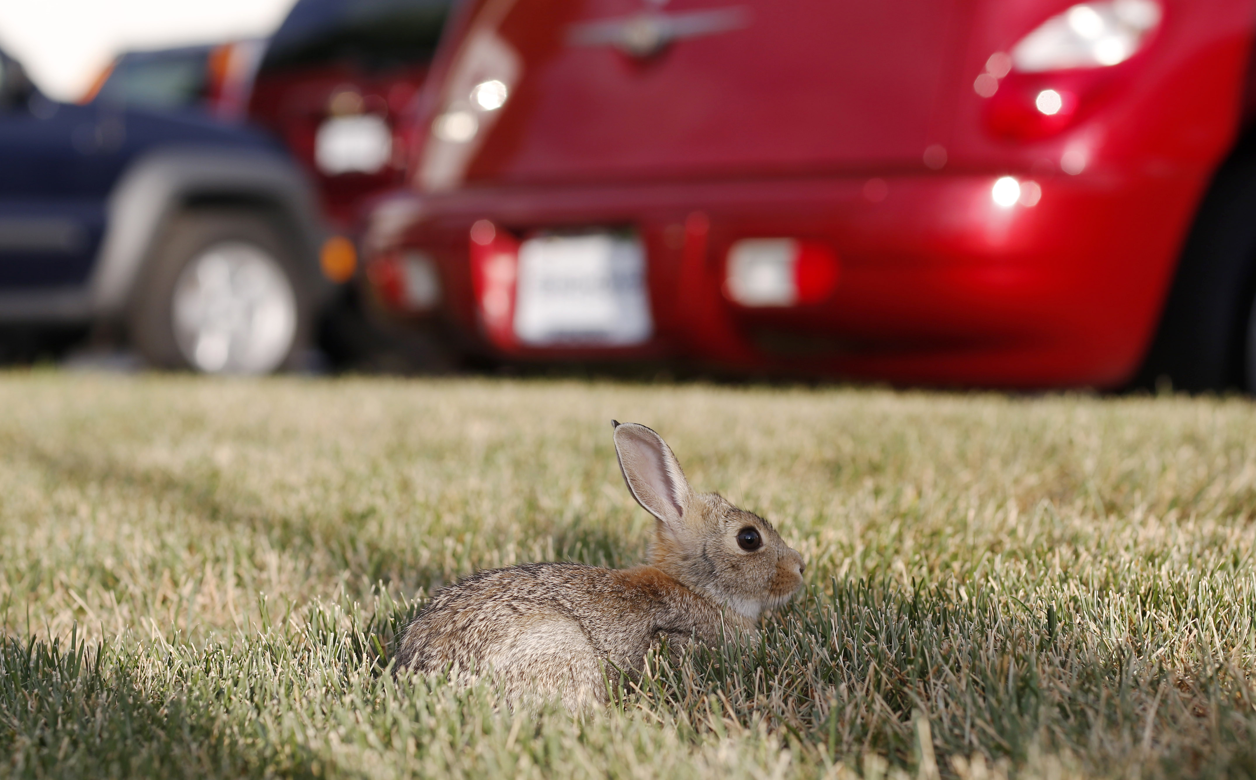 Photo: Rabbit in Littleton (AP Photo)