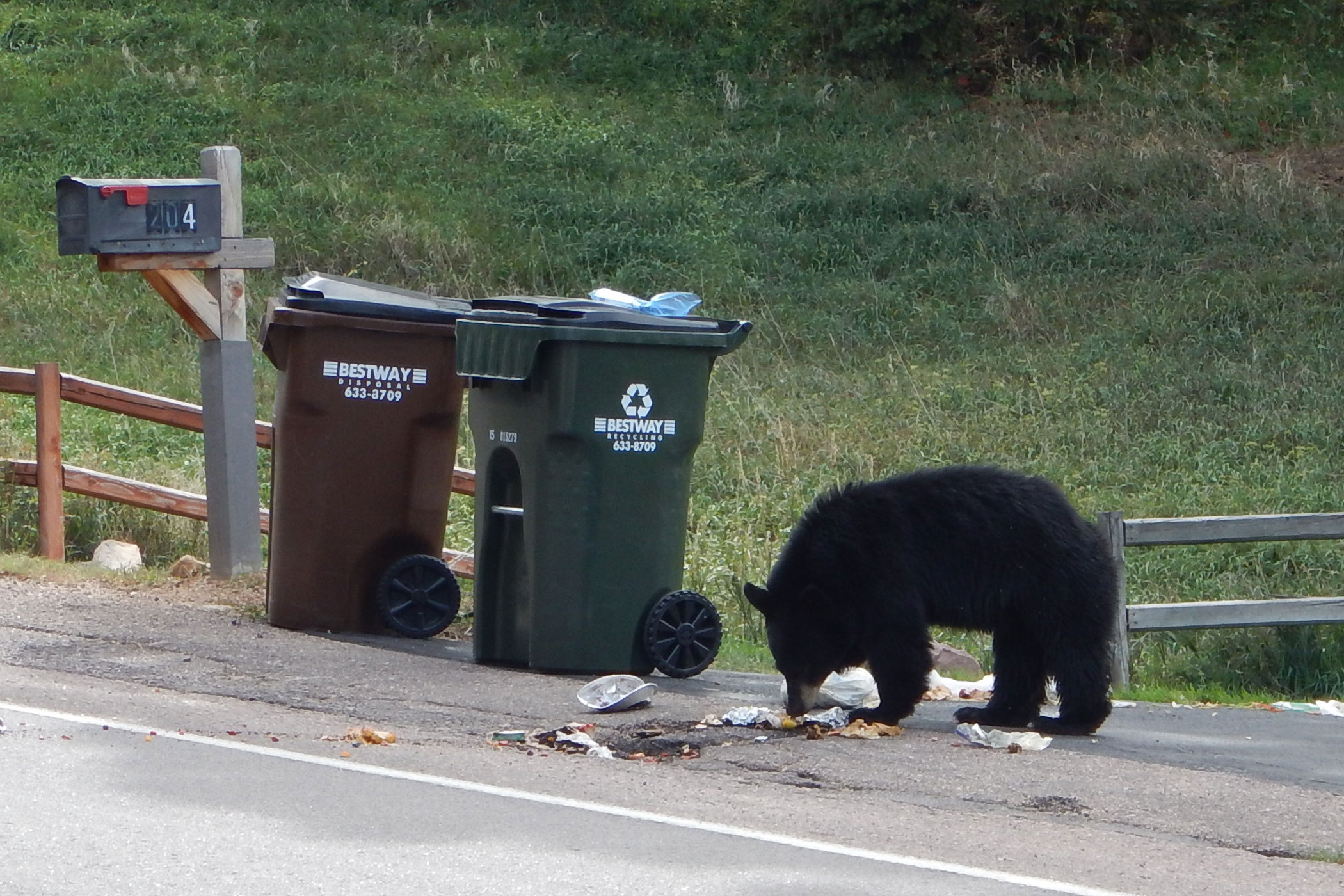 Photo: Bear Problems 2 | Trash Can Bear - Courtesy