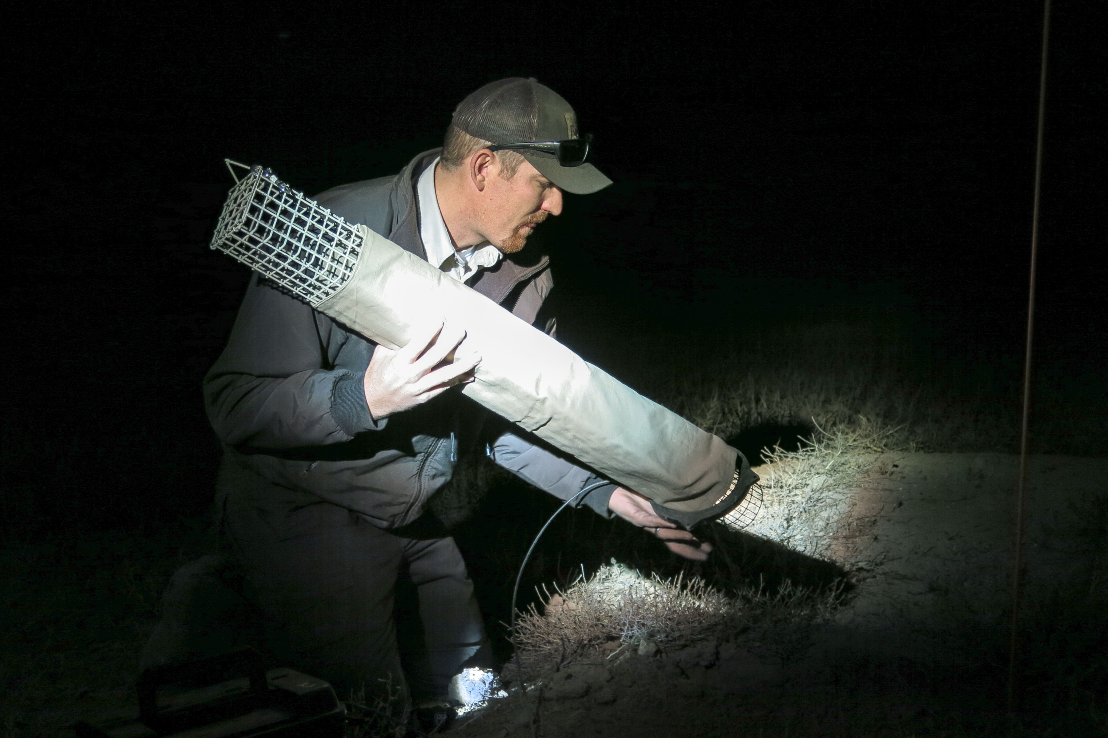 Photo: Black-Footed Ferret Day 4 | Census - MVerlee