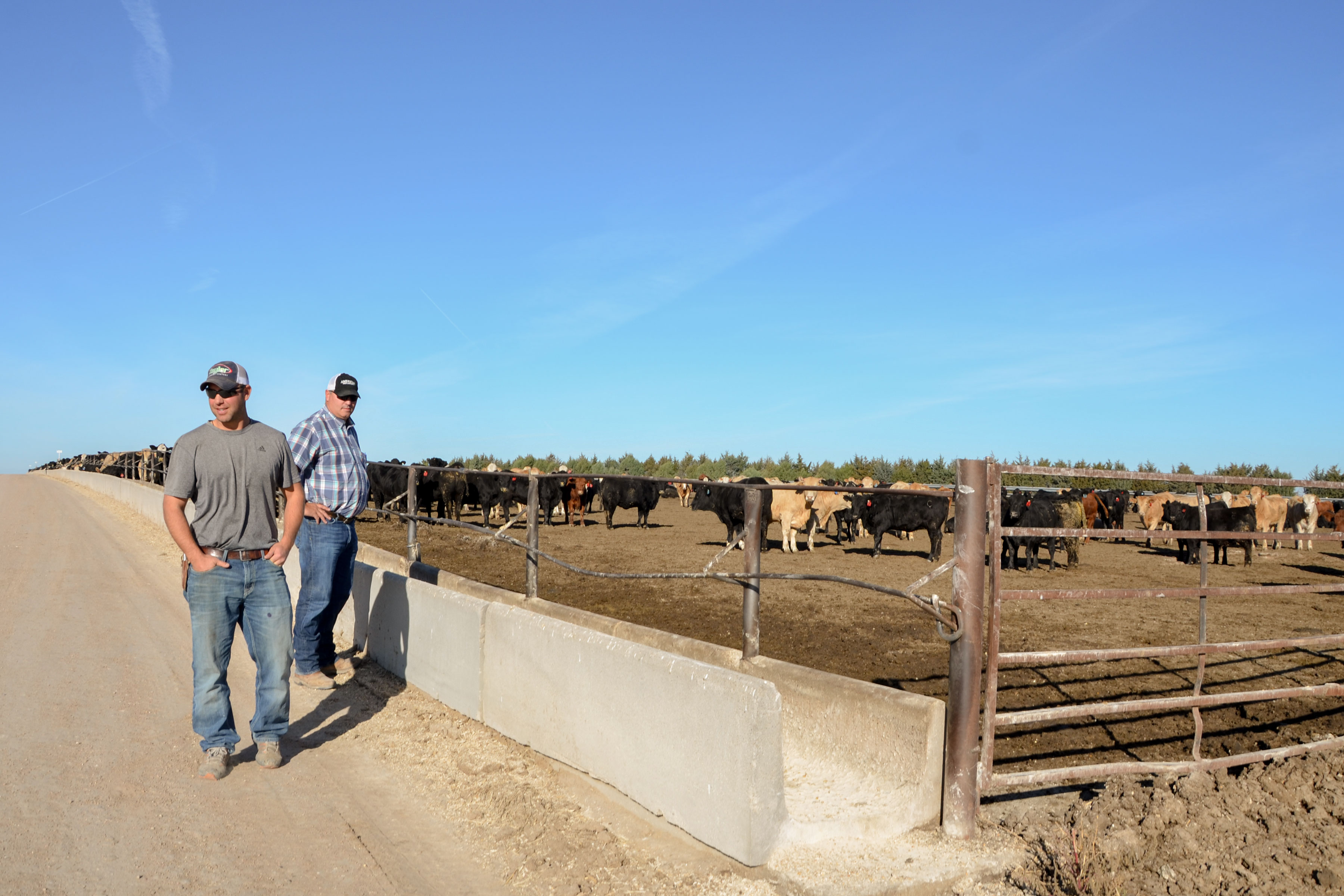 Photo: Feedlot Fish Kill 4 | 5 Star Feedlot - SBrasch