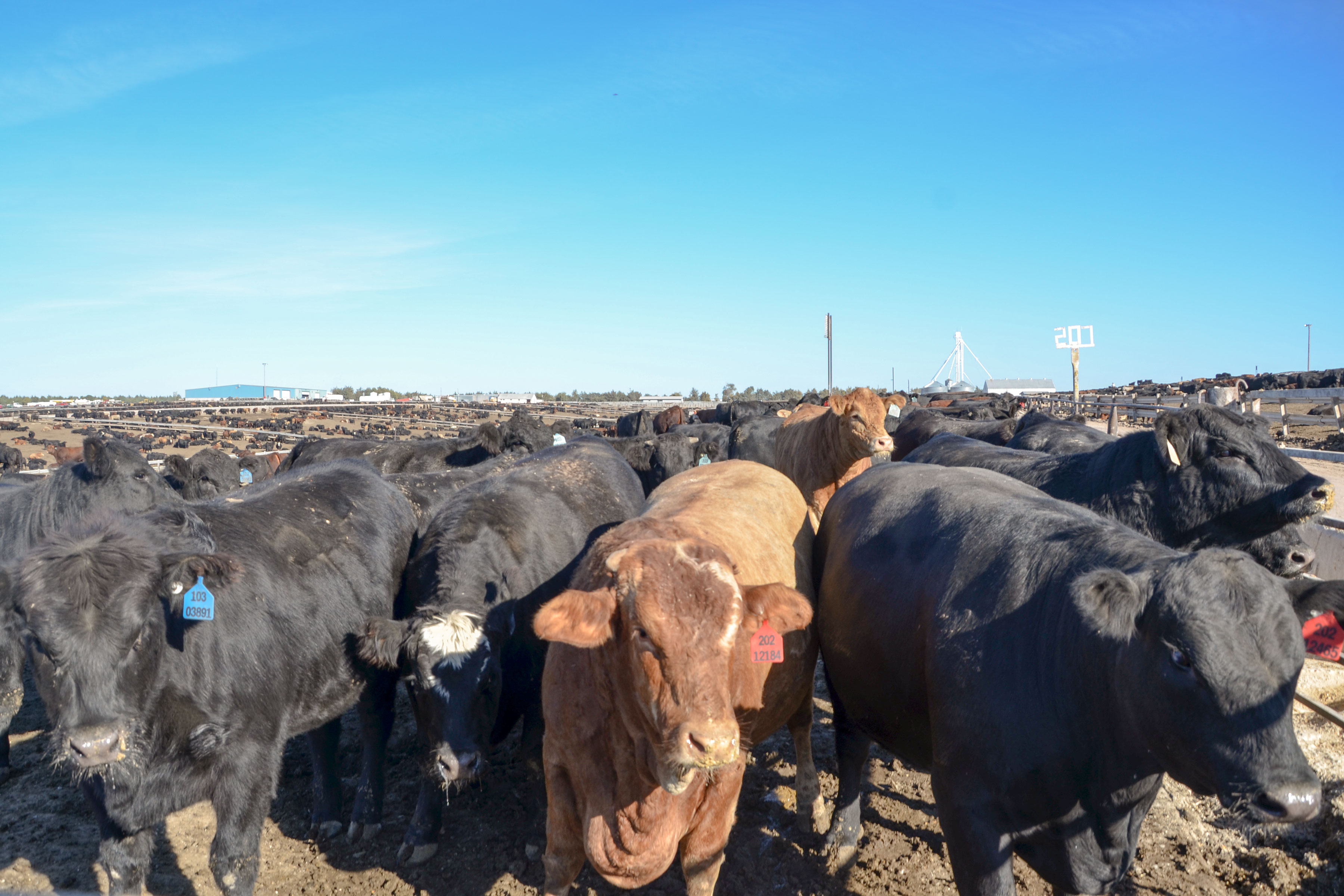 Photo: Feedlot Fish Kill 1 | Cattle At 5 Star Feedlot - SBrasch