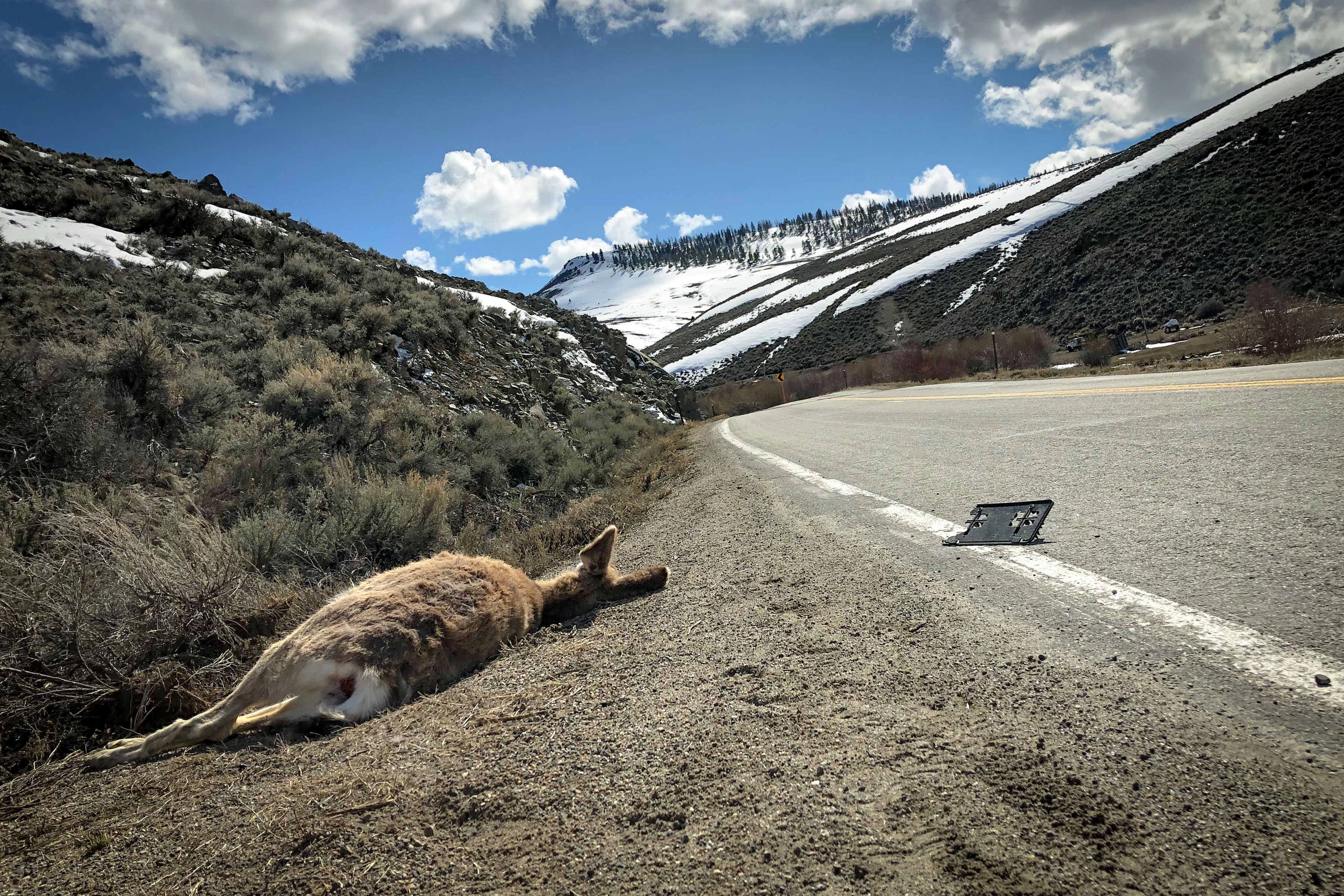 Photo: Colorado Roadkill 1 | Roadside Deer - CPW Courtesy