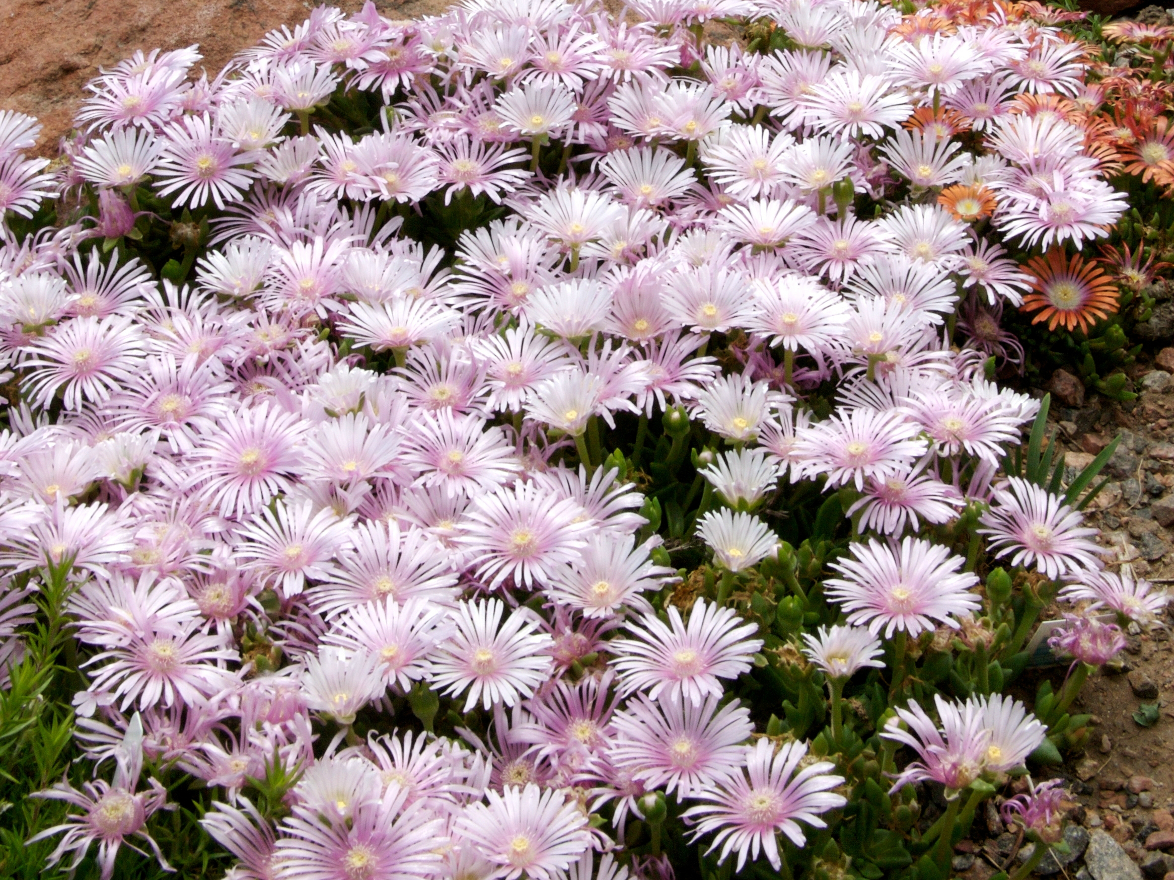 Photo: Lavendar ice plant Plant Select tough plants book