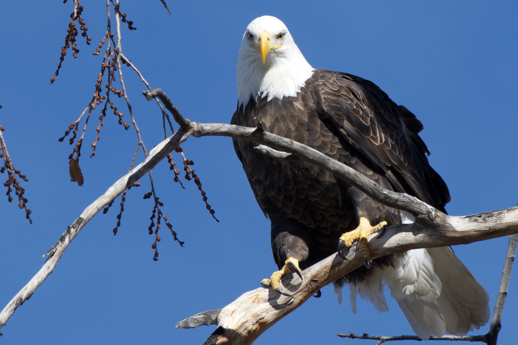 Want To See Bald Eagles In Colorado Step 1 Look For Golf Balls In 