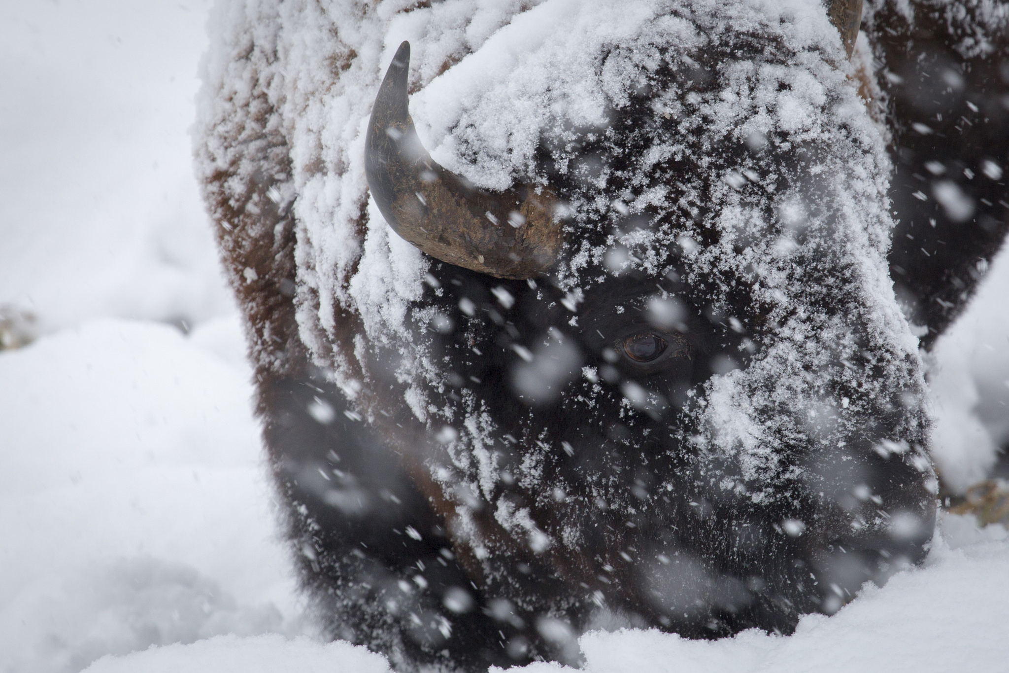 Photo: Bison, Tellowstone, Snow (Flickr/NPS)