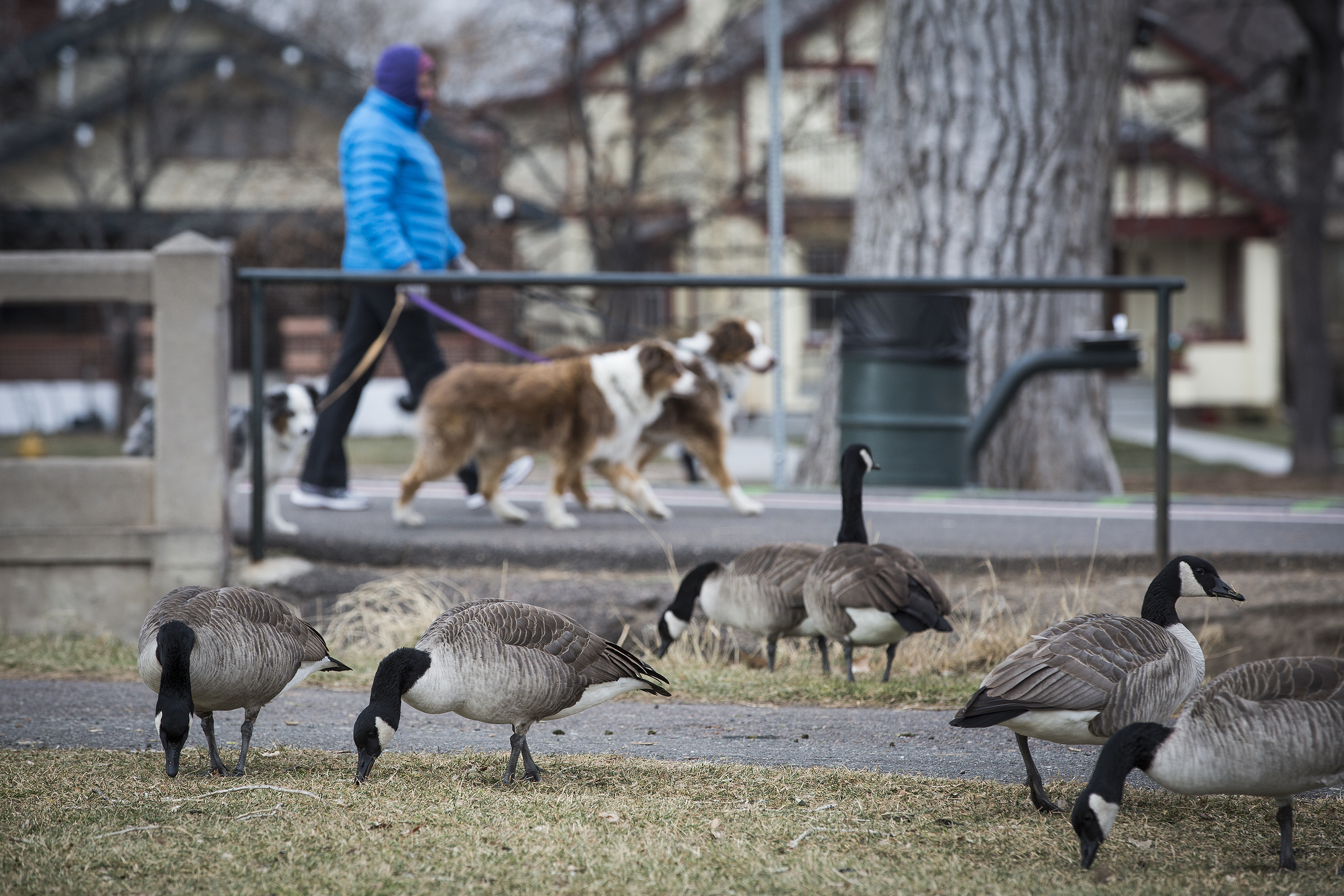 Photo: Canada Geese Washington Park 2 20181207 HV
