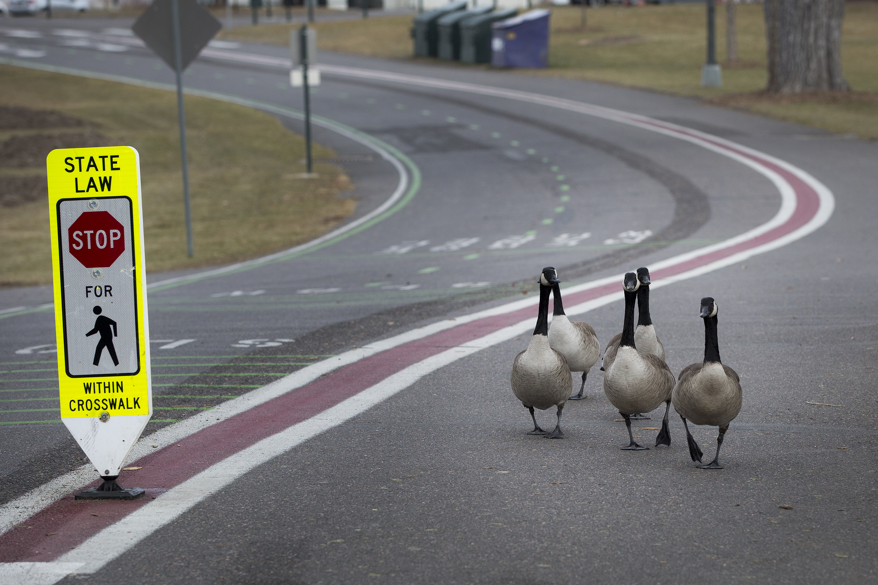 Photo: Canada Geese Washington Park 1 20181207 HV