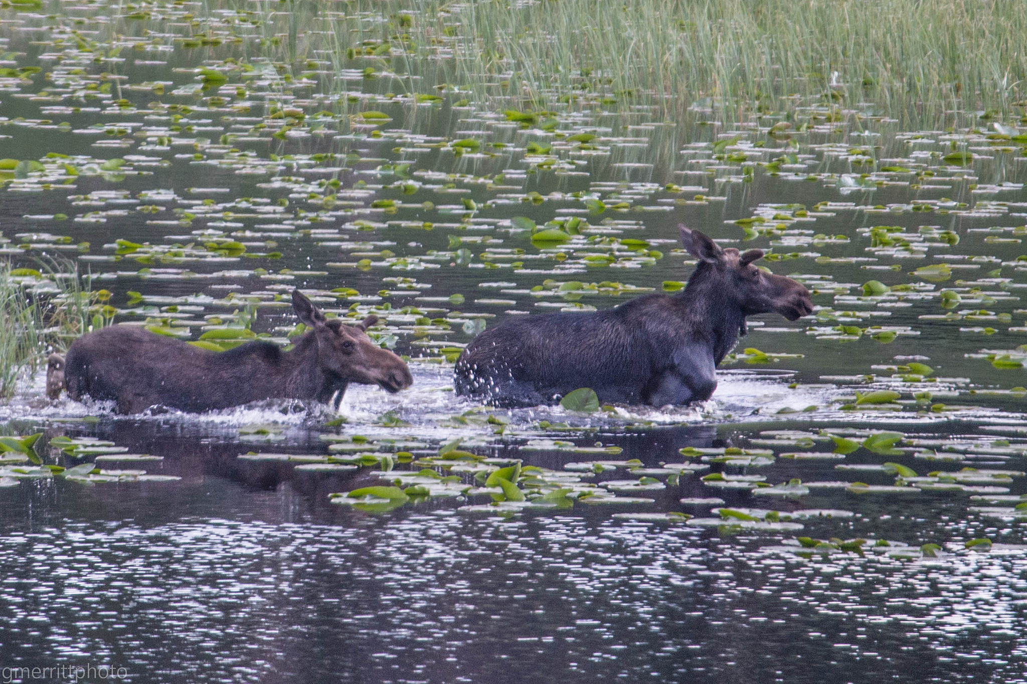 Photo: Moose near Grand Mesa