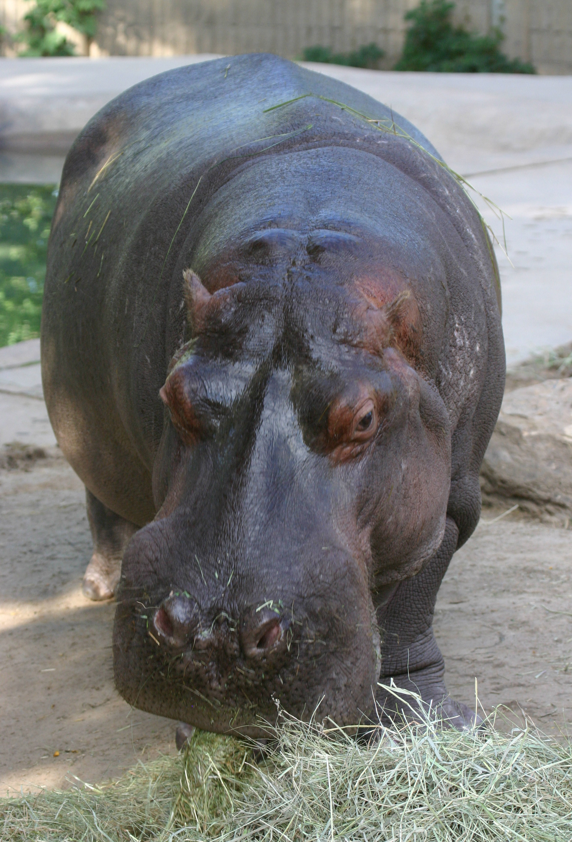 bert the hippo