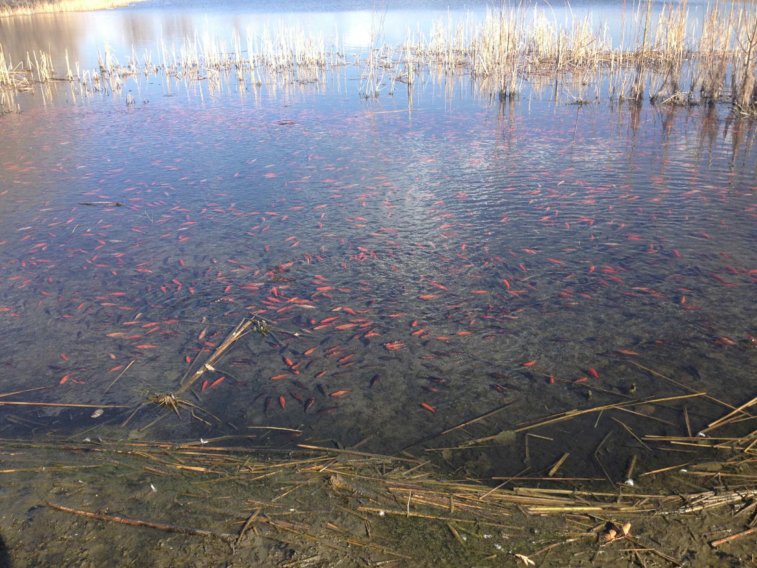 Photo: Goldfish in Teller Lake