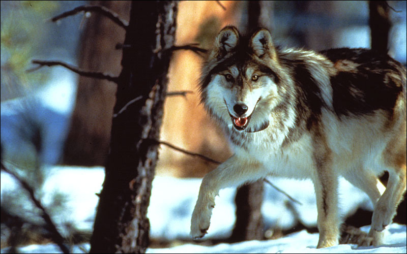 Colorado Wildlife Officials Revisit Wolf Concerns Colorado Public Radio