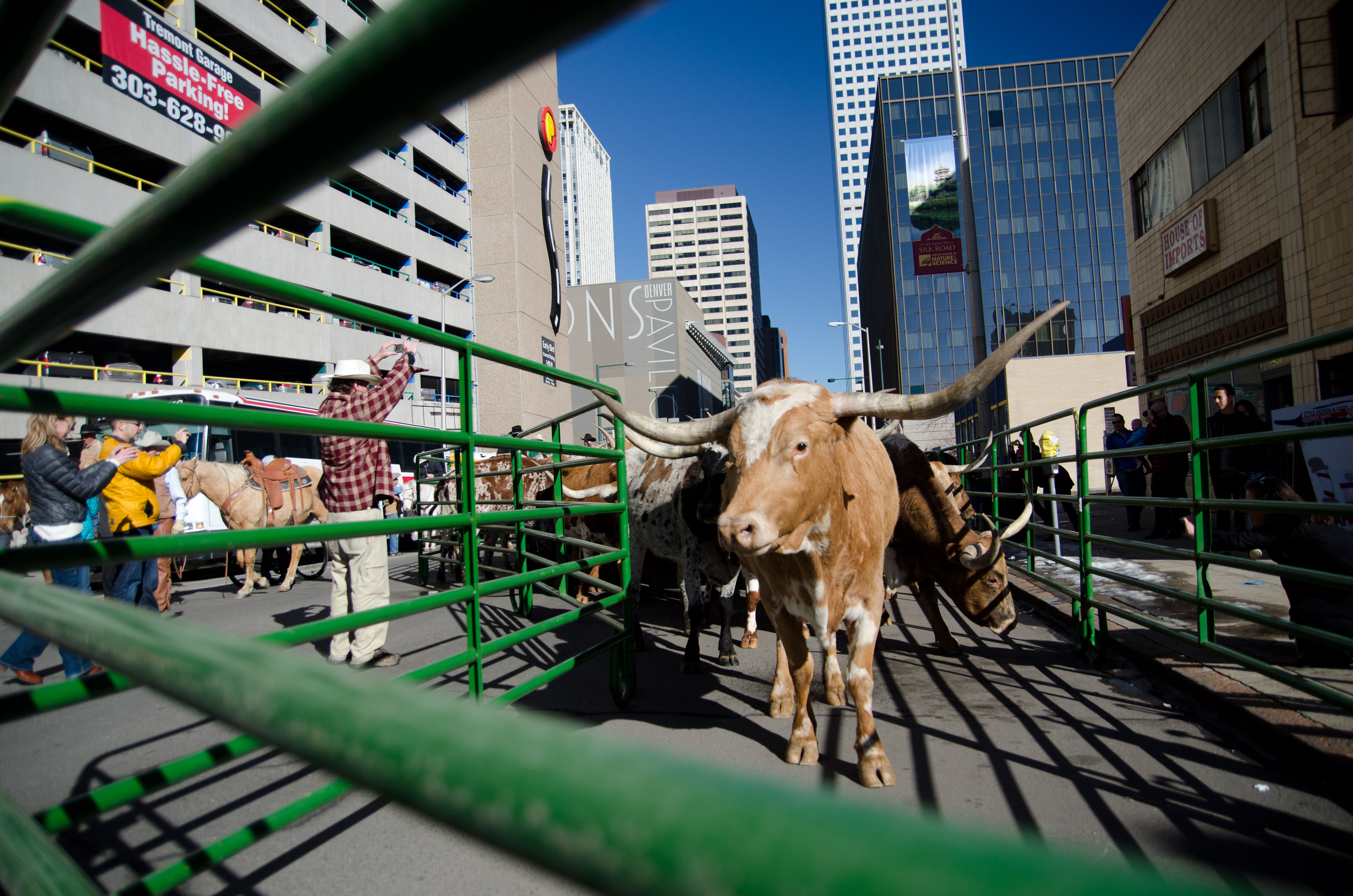 Photo: Western Stock Show parade 11