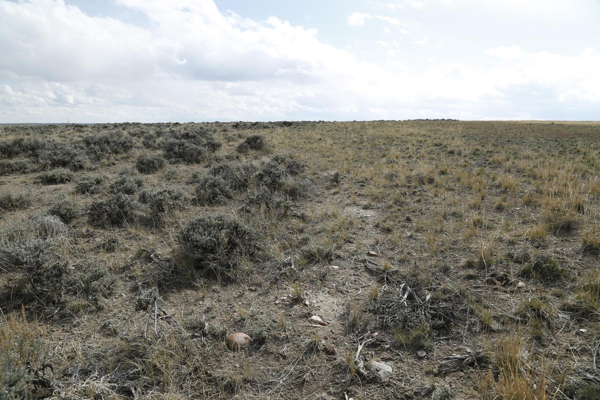 Photo: Restored grouse habitat