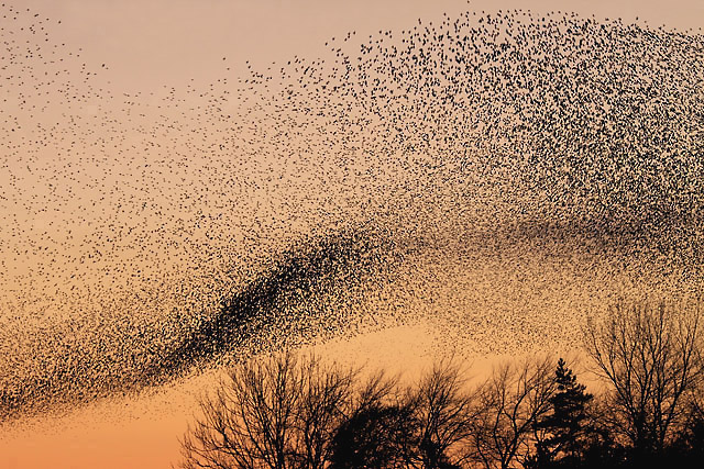 Photo: Starling murmuration