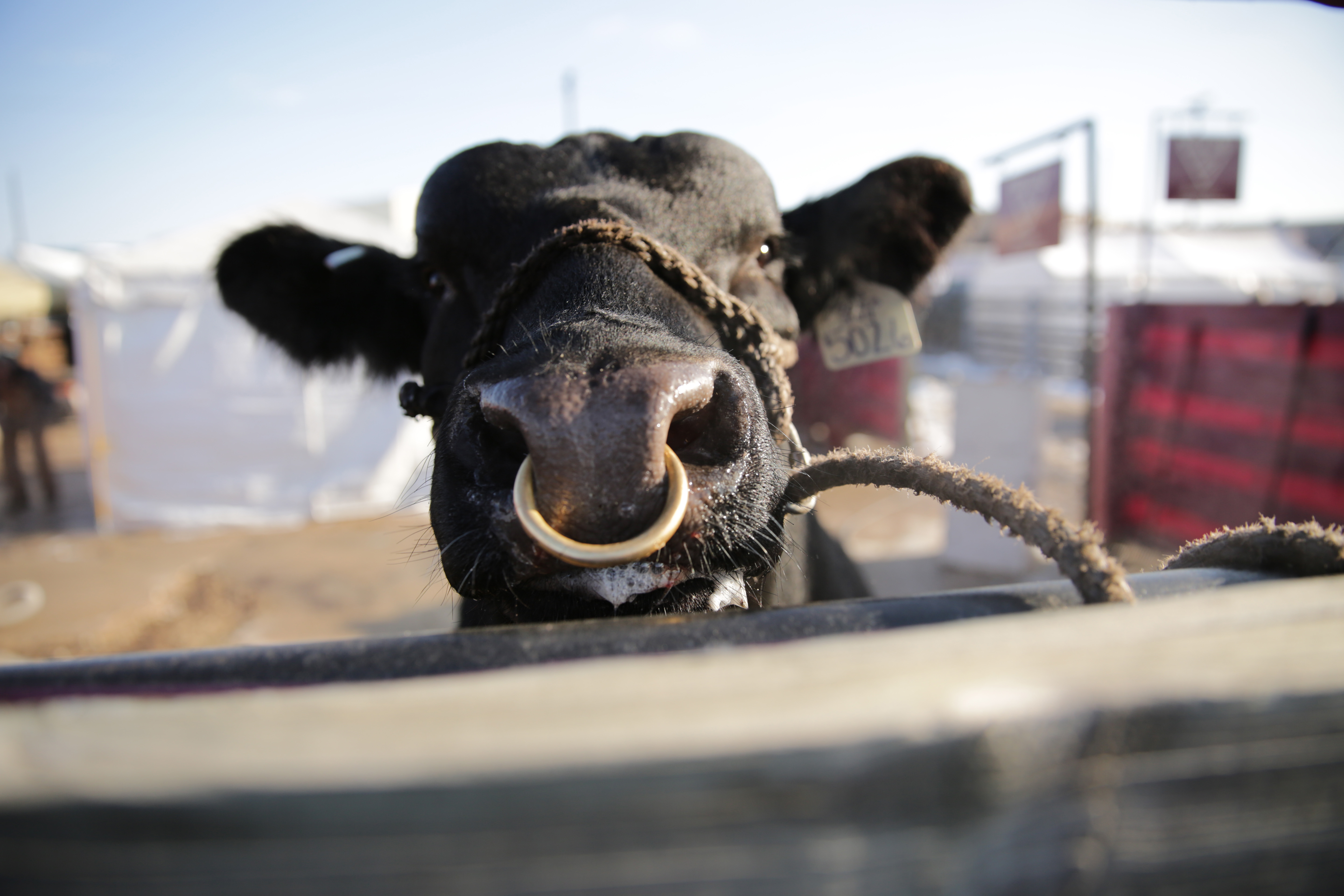 Photo: National Western Stock Show 2016: Bull&#039;s Nose Ring