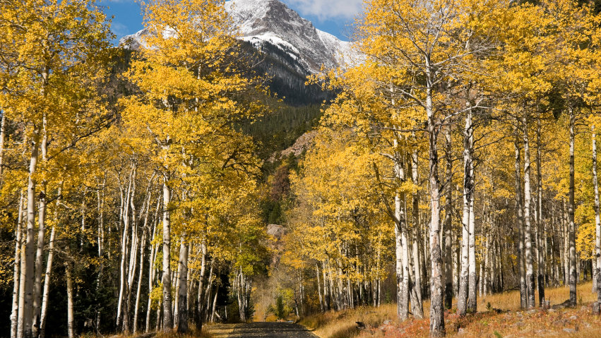 Photo: Aspen trees Rocky Mountain National Park iStock