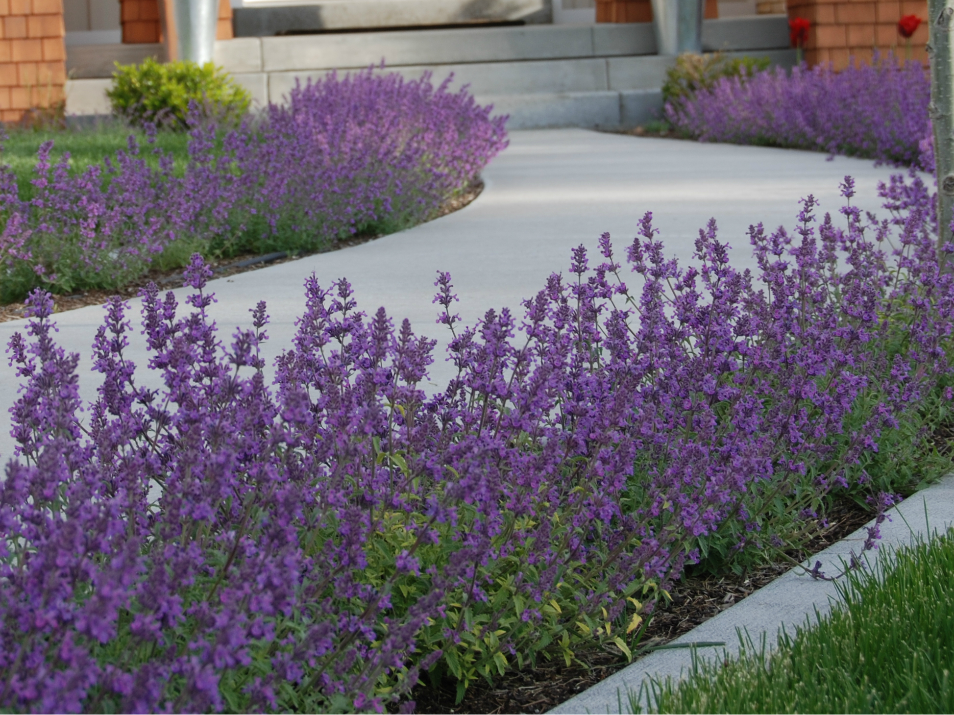 Photo: Tough plants book Little Trudy catmint Plant Select