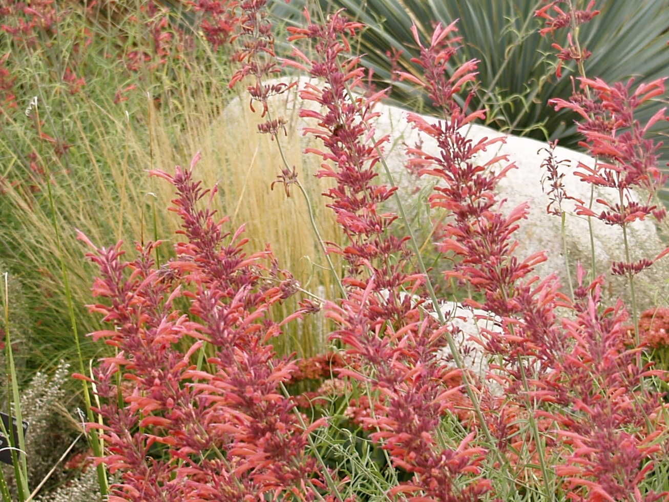 Photo: Tough plants book Sunset Hyssop Plant Select