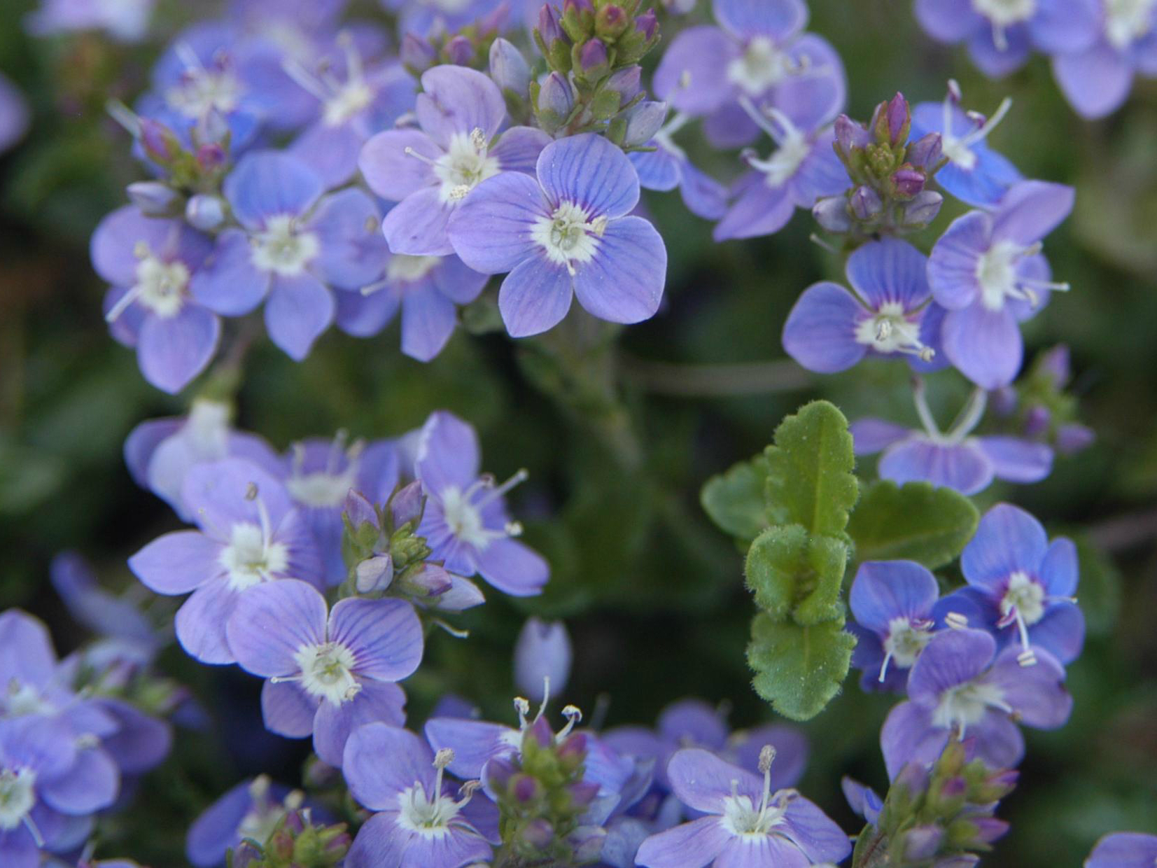 Photo: Tough plants book Crystal River Veronica Plant Select