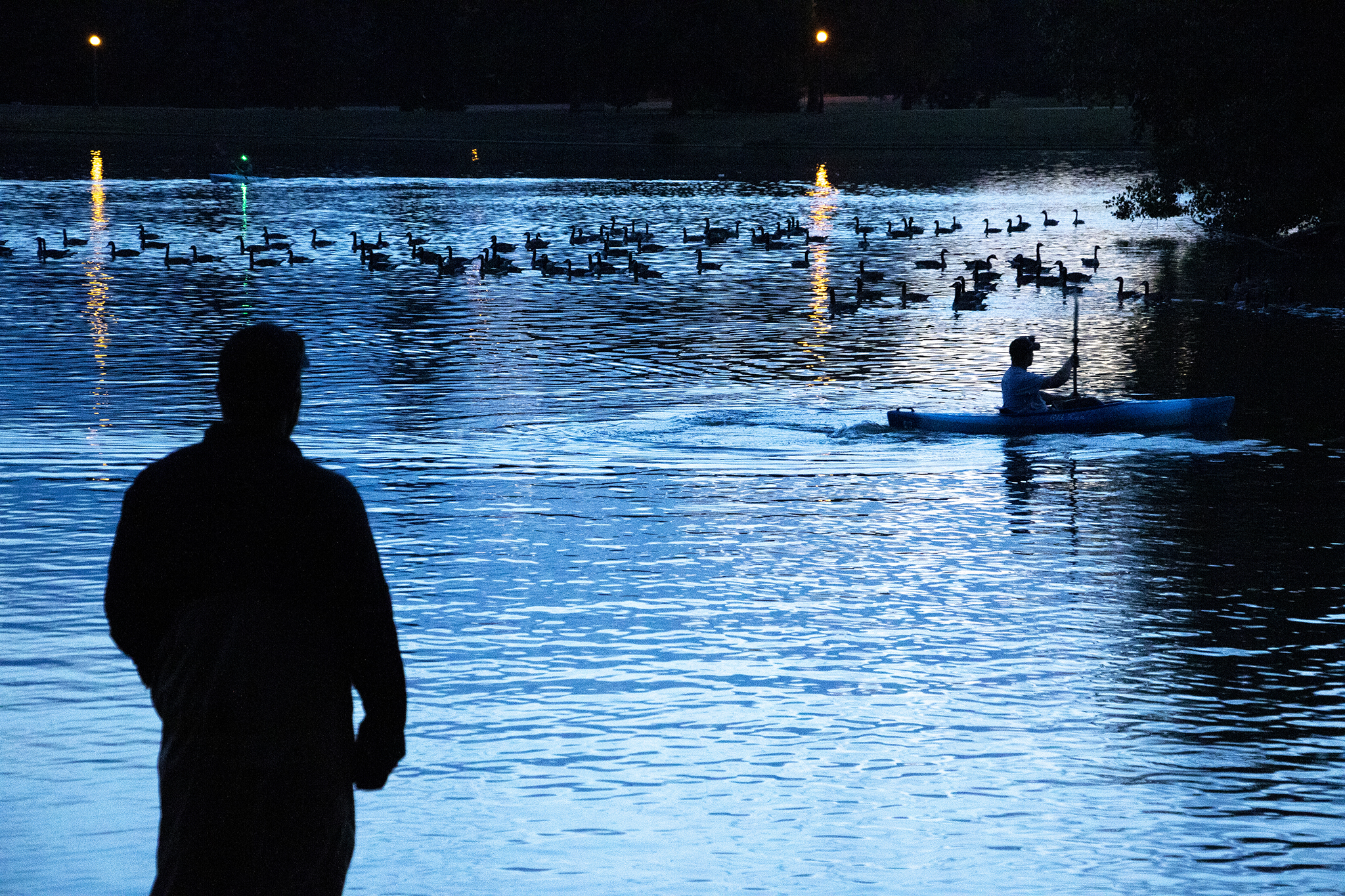 City Park Canada Geese Cull