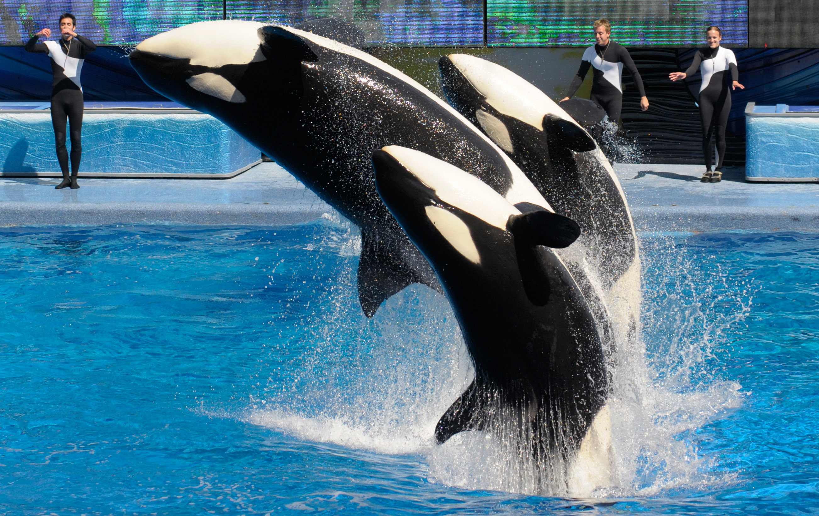 Касатки в дельфинарии. SEAWORLD касатки. Касатка Дельфин гибрид. Дельфинариум касатки. Дельфинарий Анапа Касатка