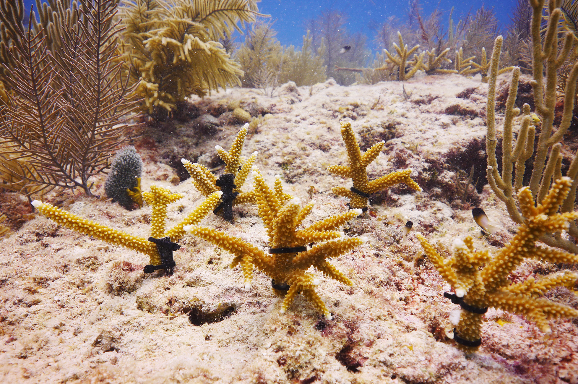 Scientists Catch Up On The Sex Life Of Coral To Help Reefs Survive Colorado Public Radio 0538