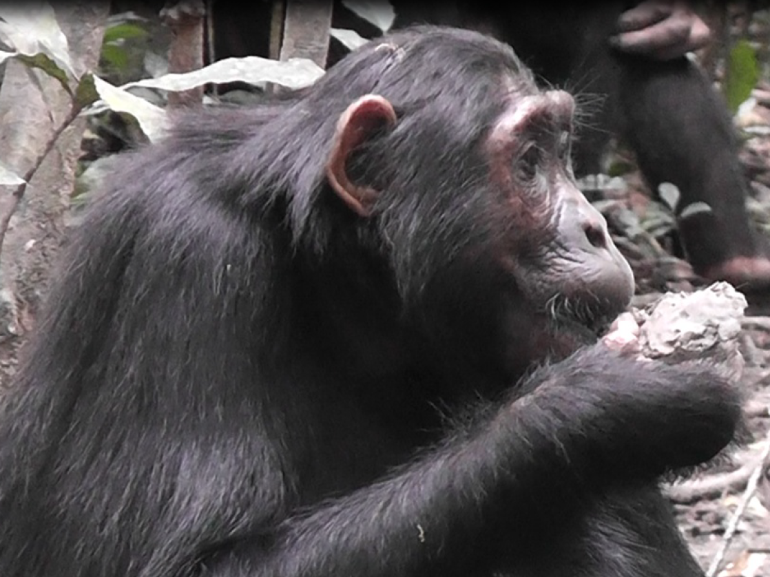 go ape over diets chimps detox too