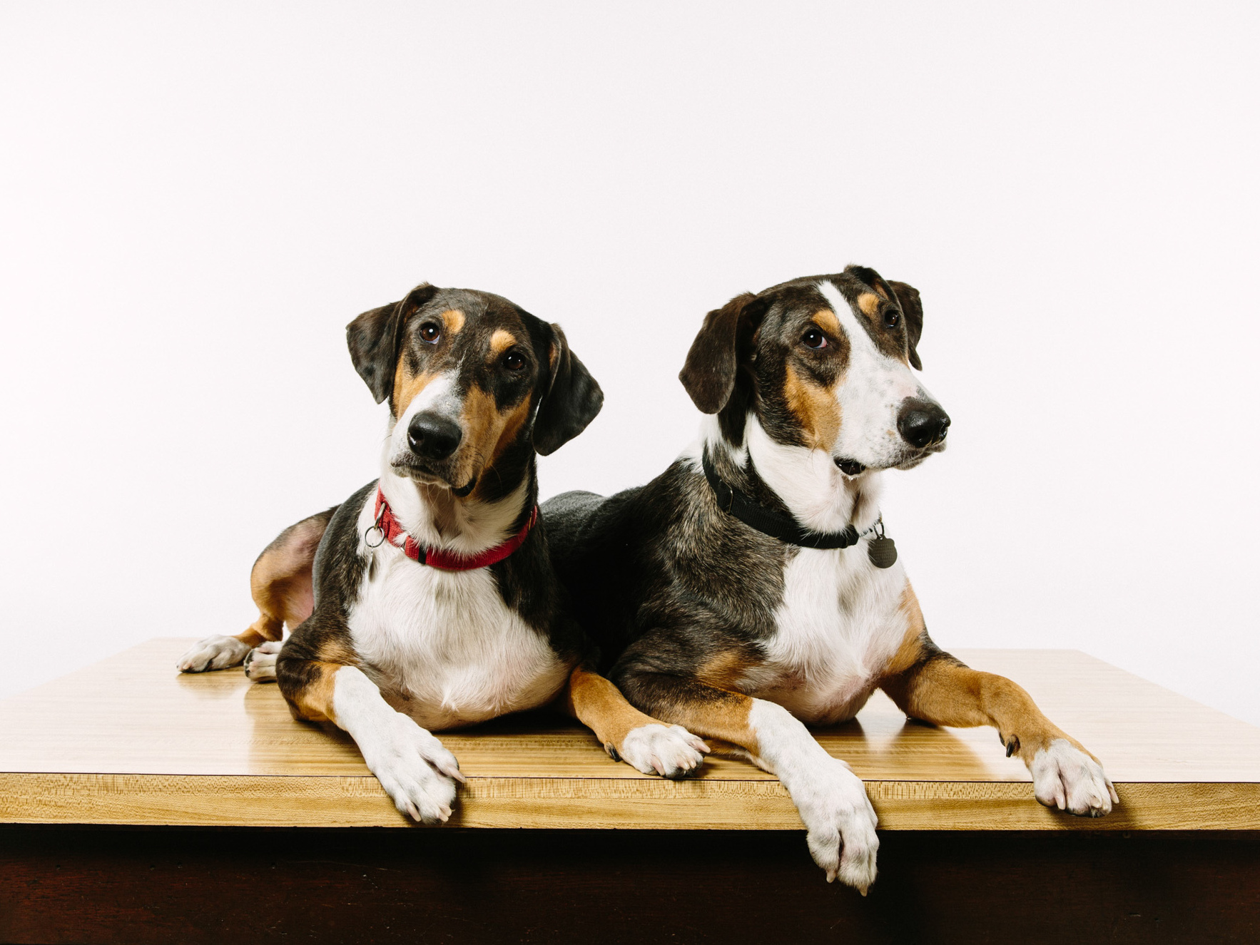 Cloning Your Dog For A Mere 100 000 Colorado Public Radio